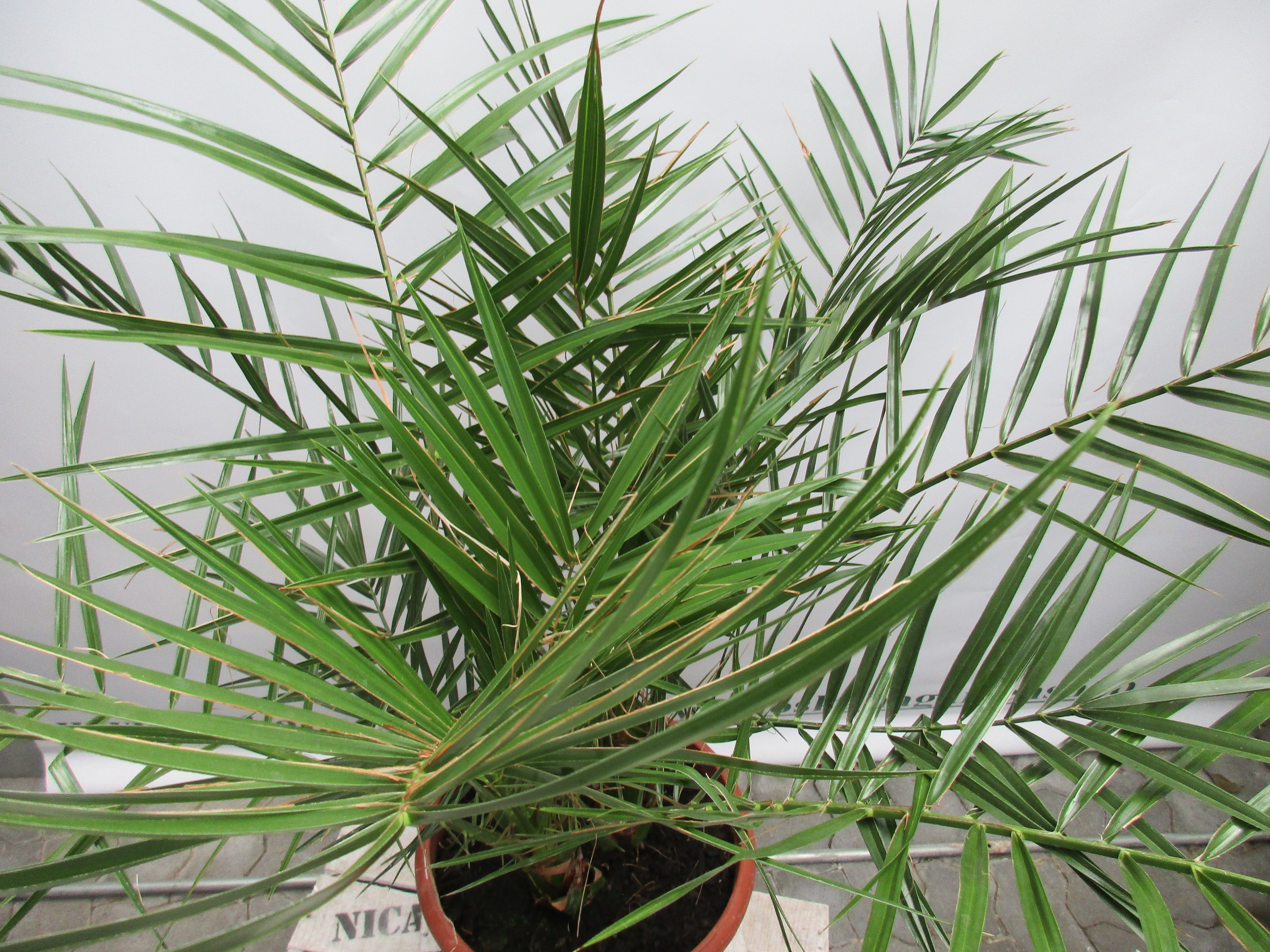 Phoenix canariensis, Dattelpalme,140cm