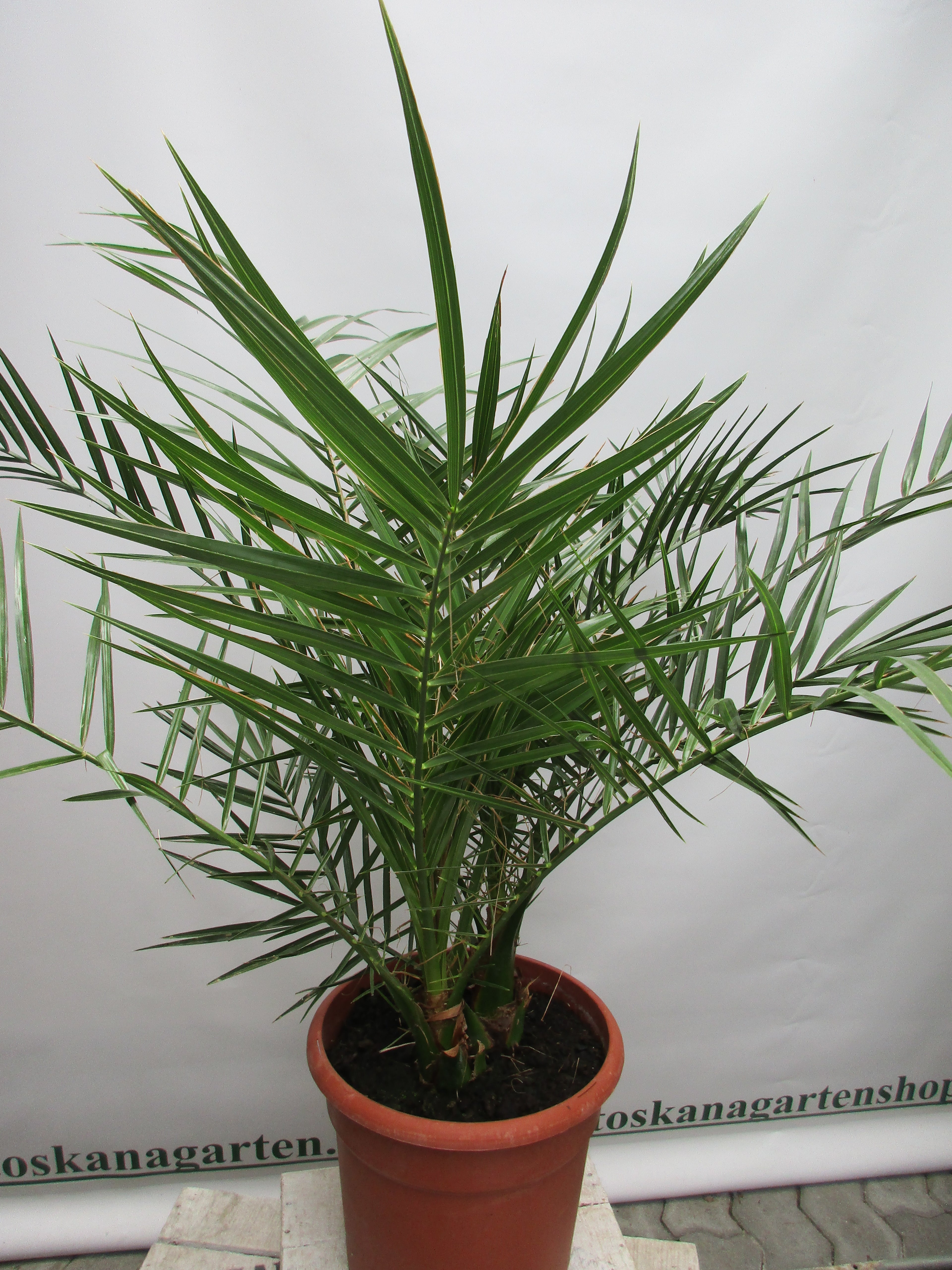 Phoenix canariensis, Dattelpalme,140cm