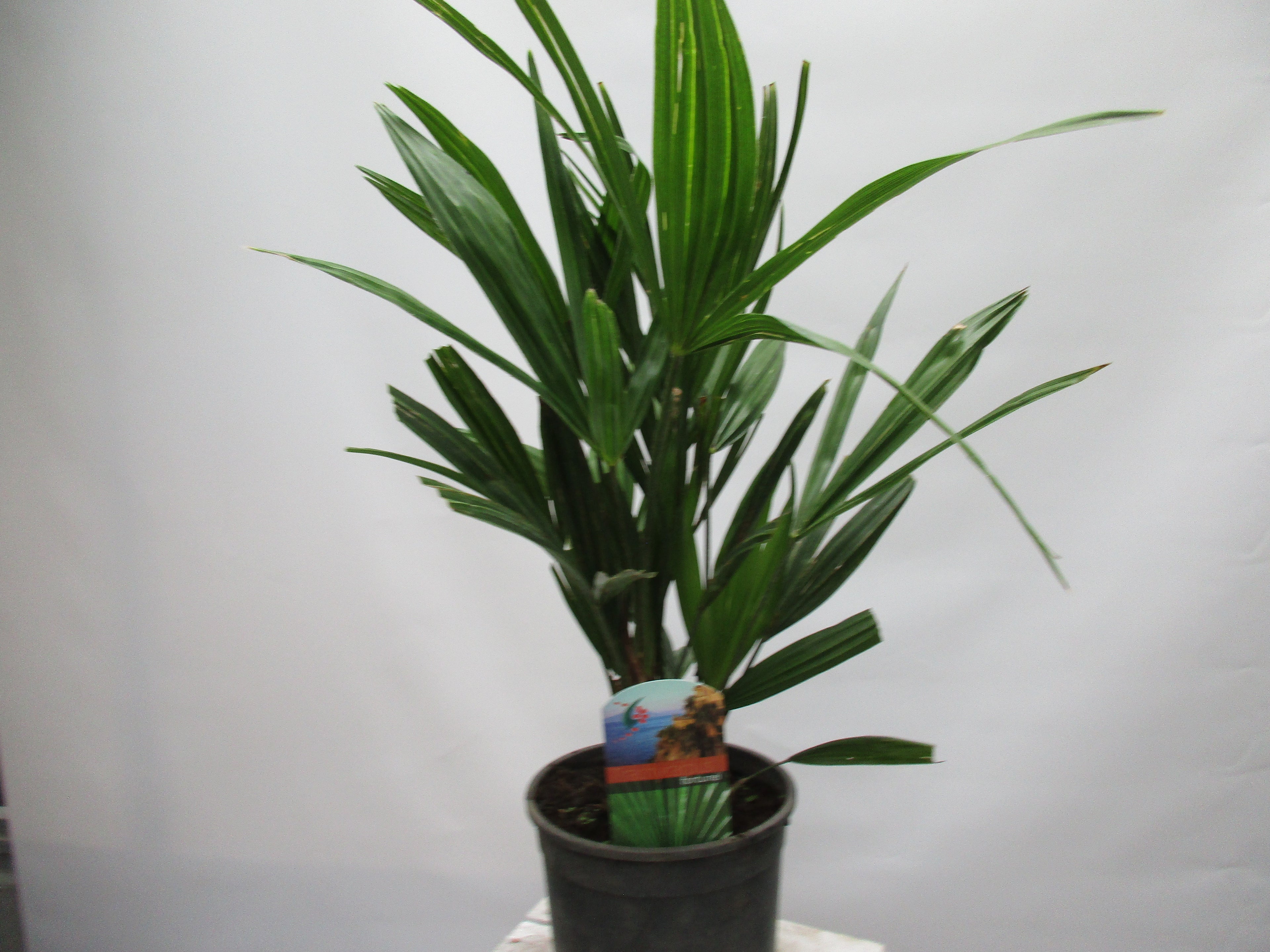 Hanfpalme, Trachycarpus fortunei 60cm