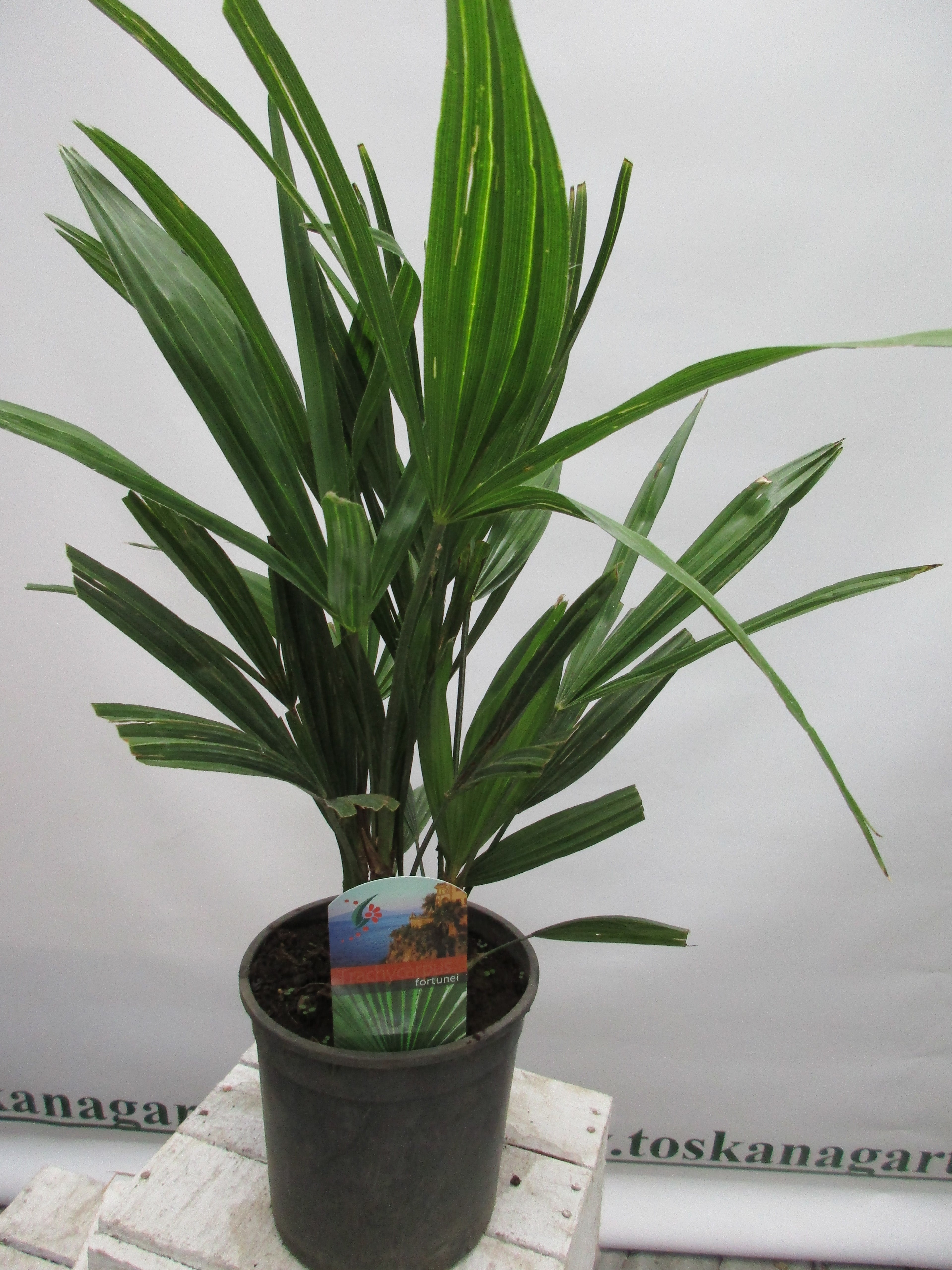 Hanfpalme, Trachycarpus fortunei 60cm