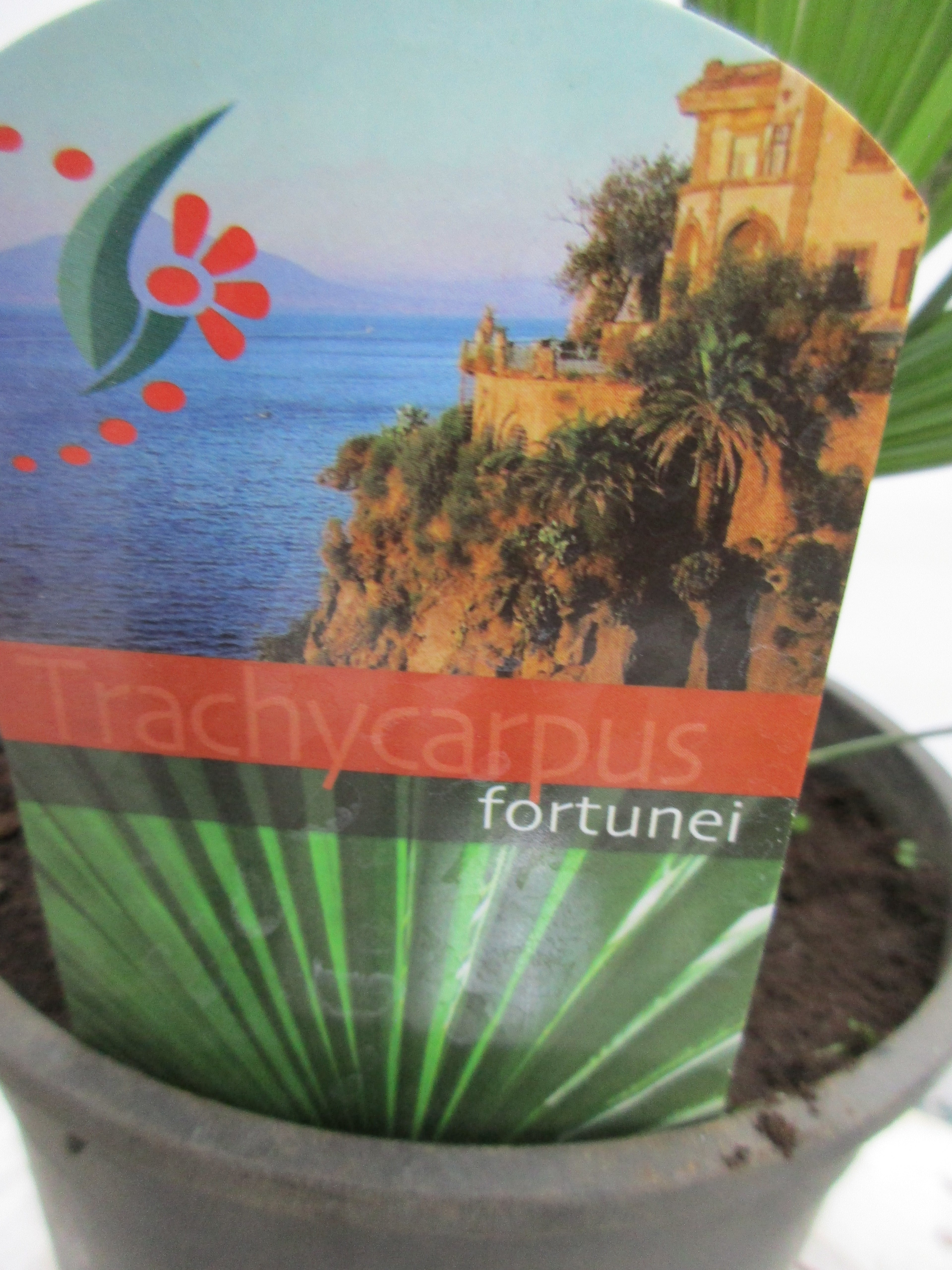 Hanfpalme, Trachycarpus fortunei 60cm