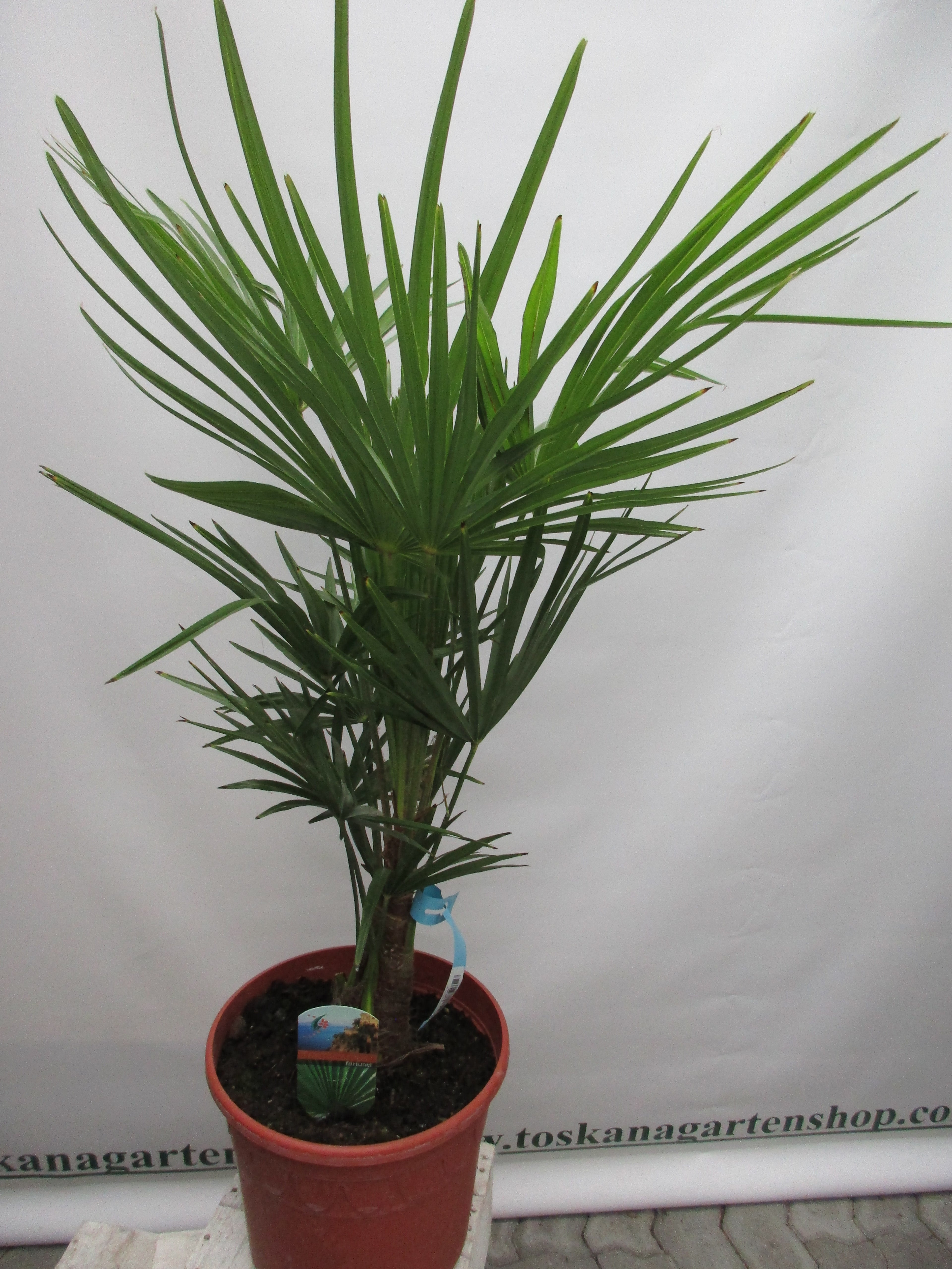 Trachycarpus 85cm
