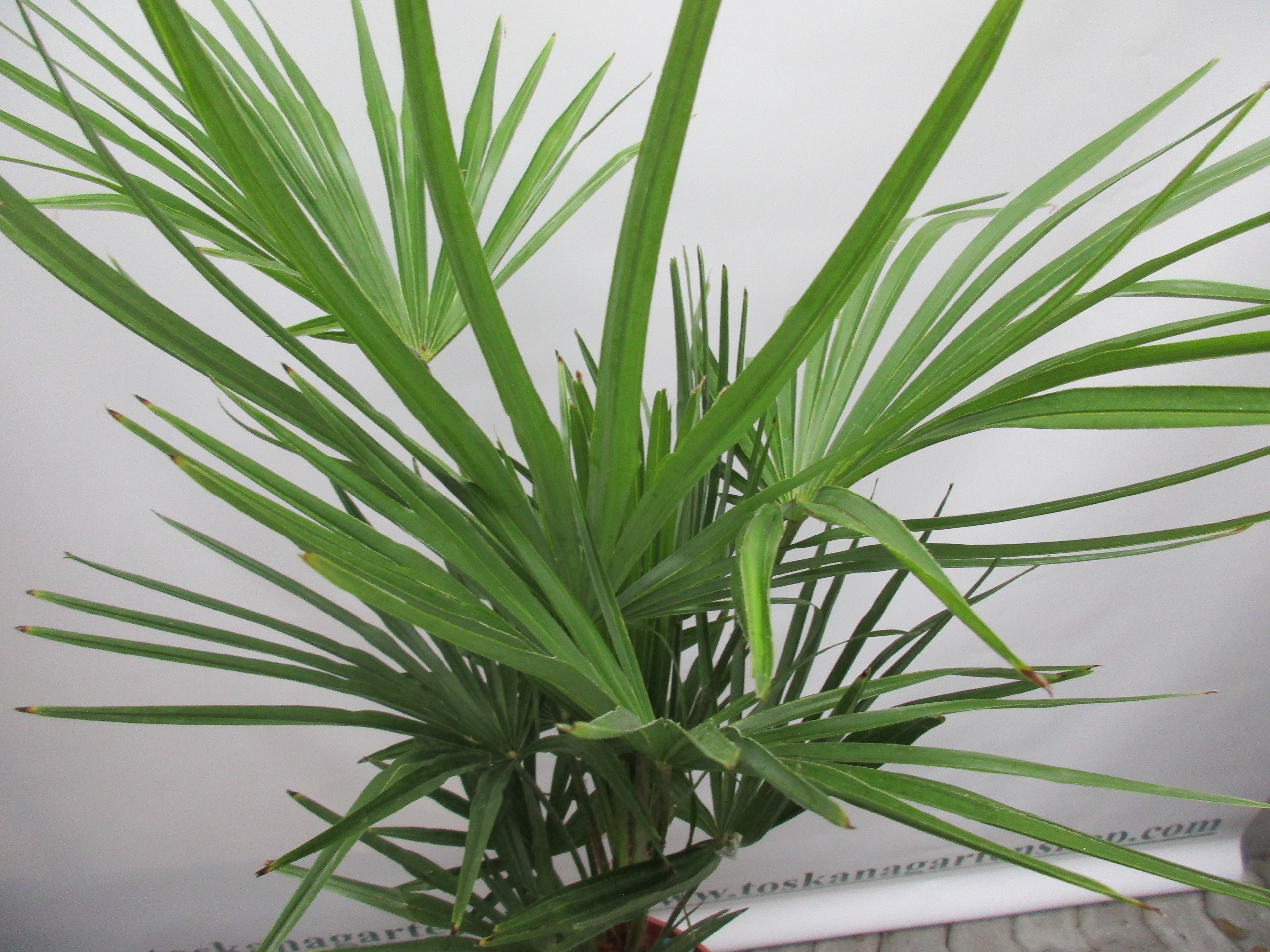 Hanfpalme, Trachycarpus fortunei, 90 cm