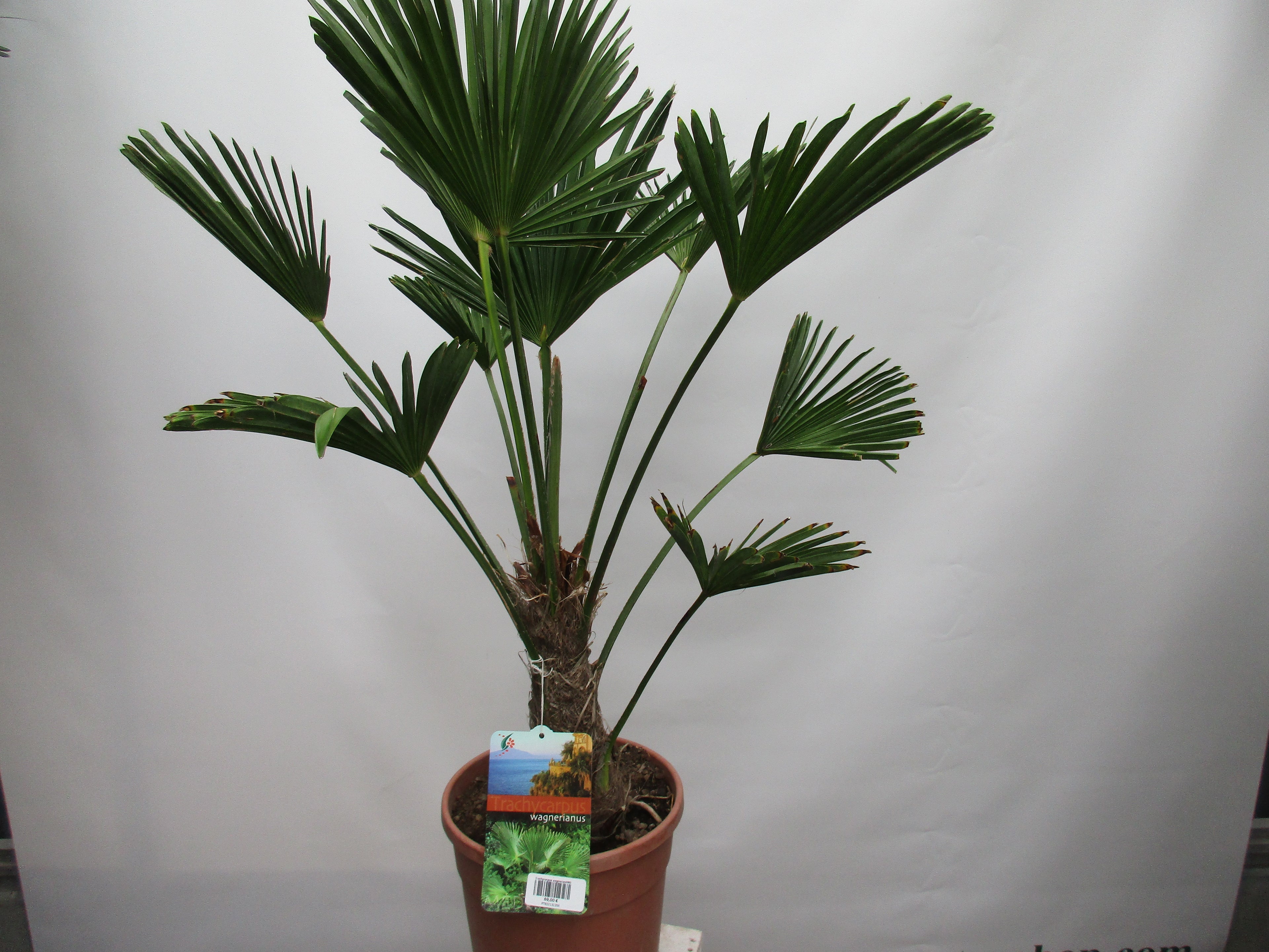 Hanfpalme, Trachycarpus wagnerianus 100cm