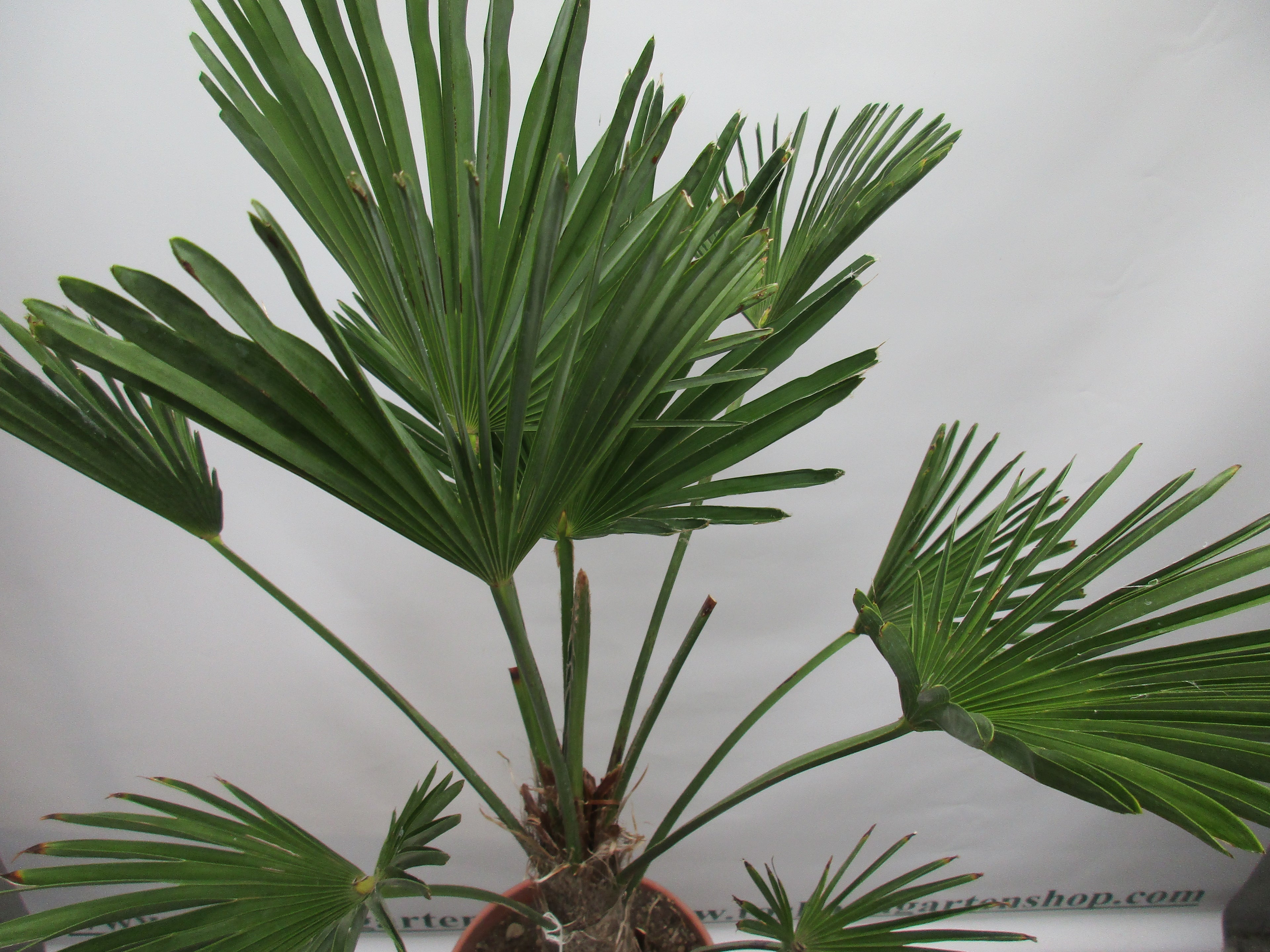 Hanfpalme, Trachycarpus wagnerianus 100cm
