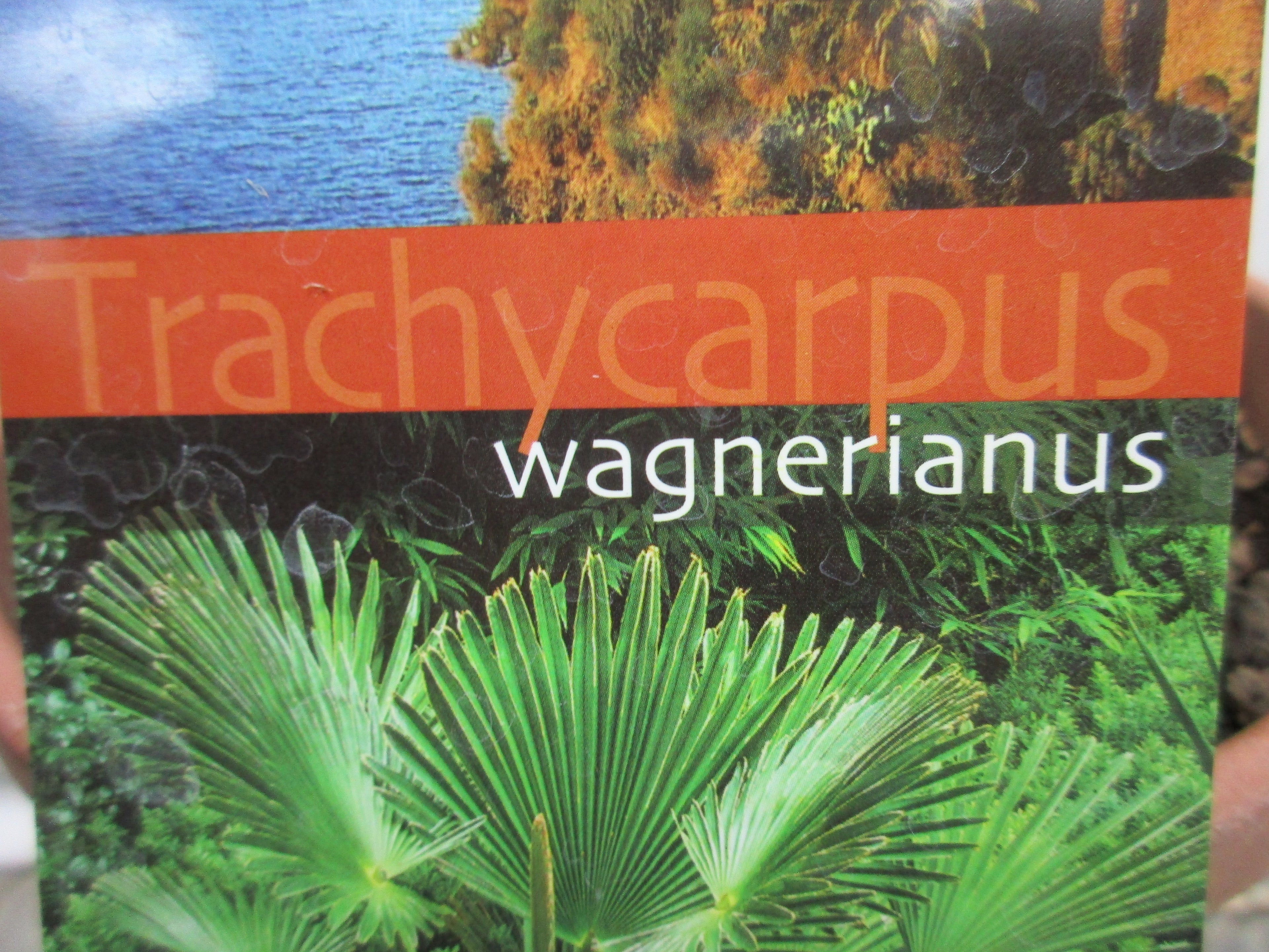 Hanfpalme, Trachycarpus wagnerianus 100cm