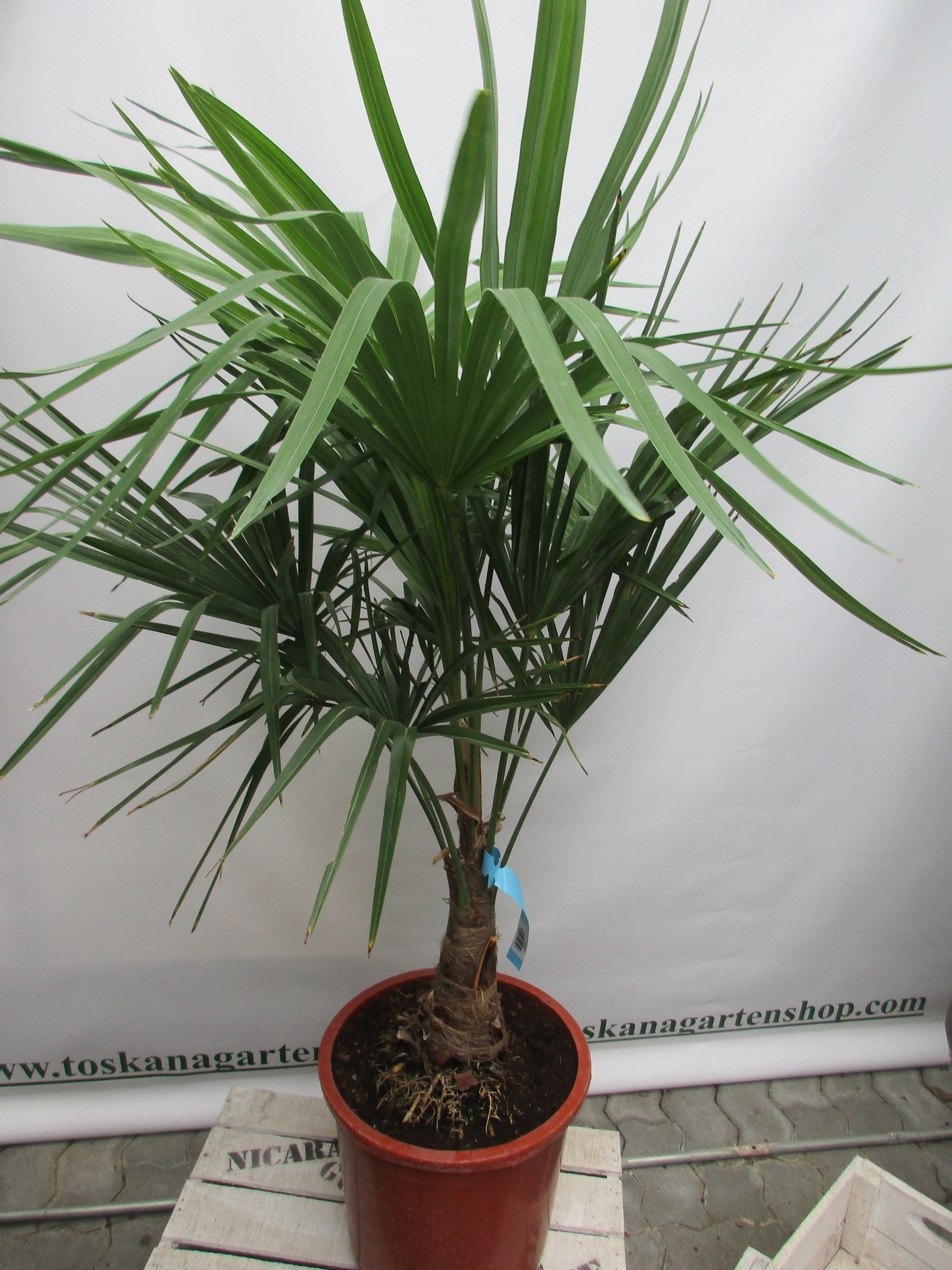 Hanfpalme, Trachycarpus 140 cm
