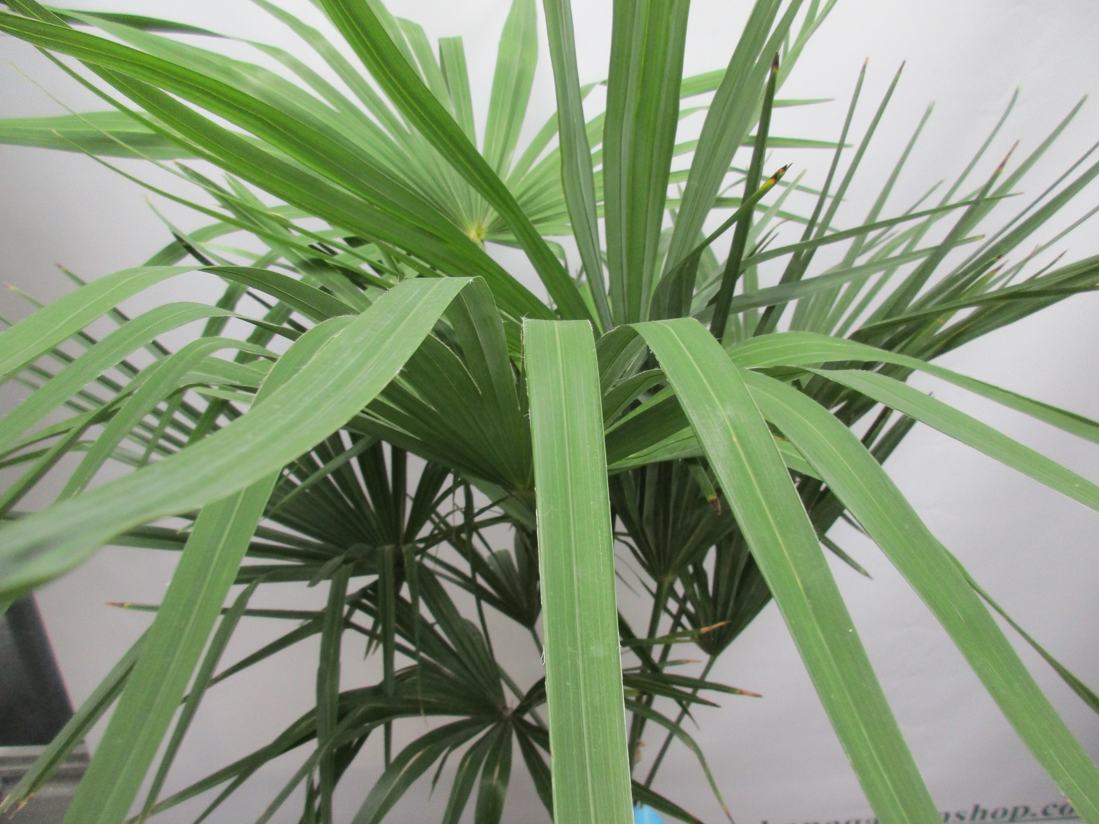 Hanfpalme, Trachycarpus 140 cm