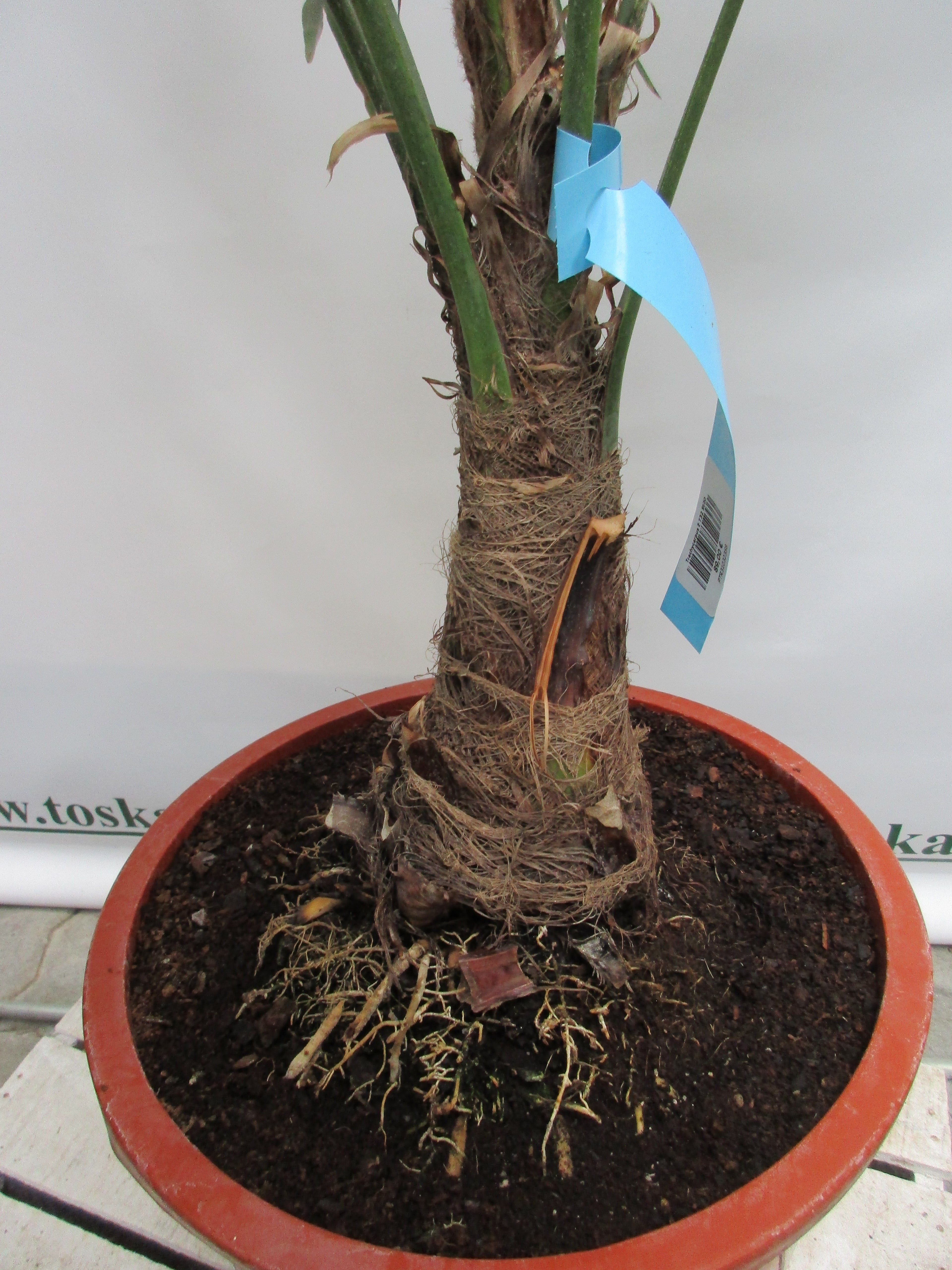 Hanfpalme, Trachycarpus 140 cm