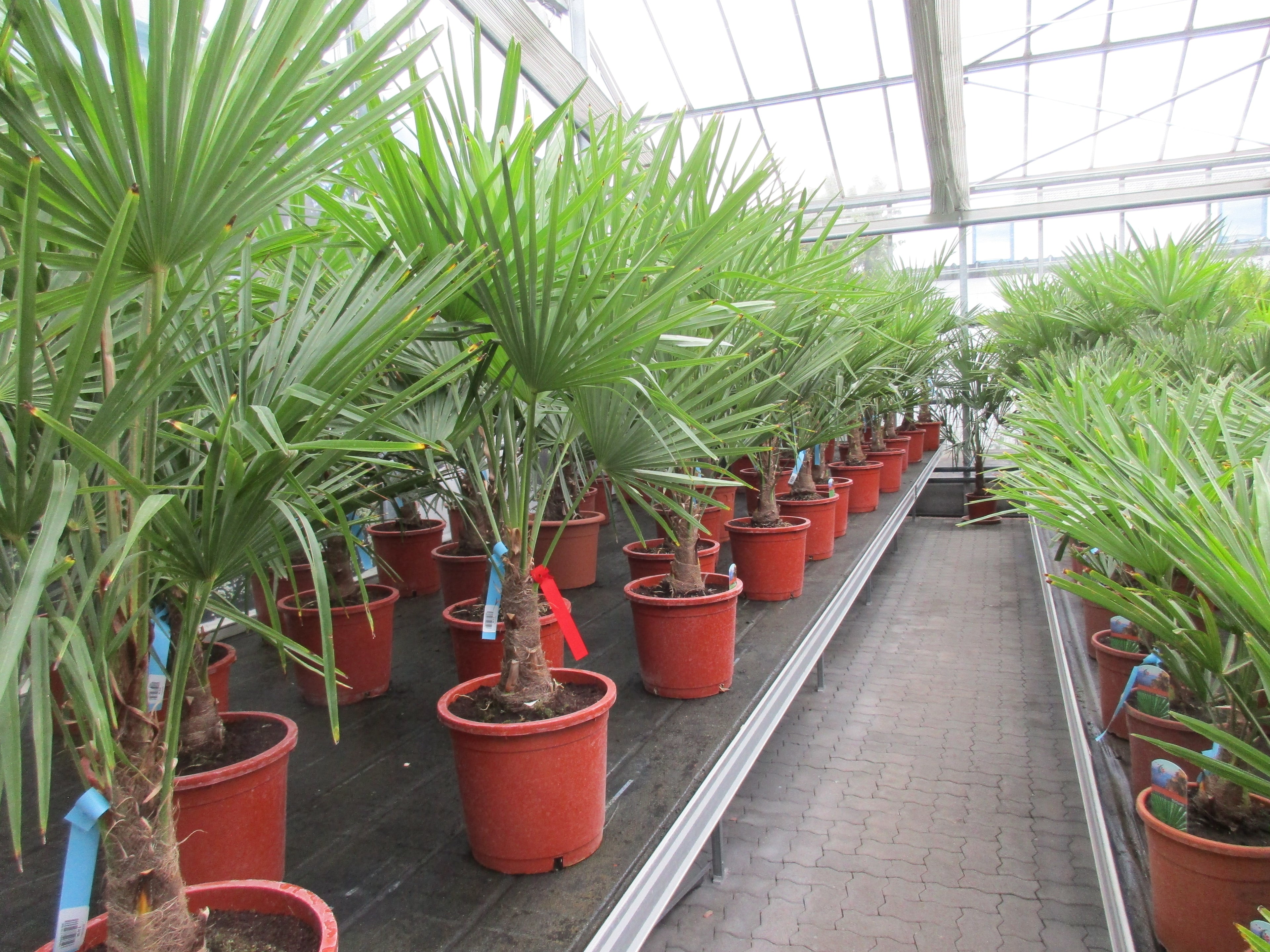 Hanfpalme, Trachycarpus 140 cm