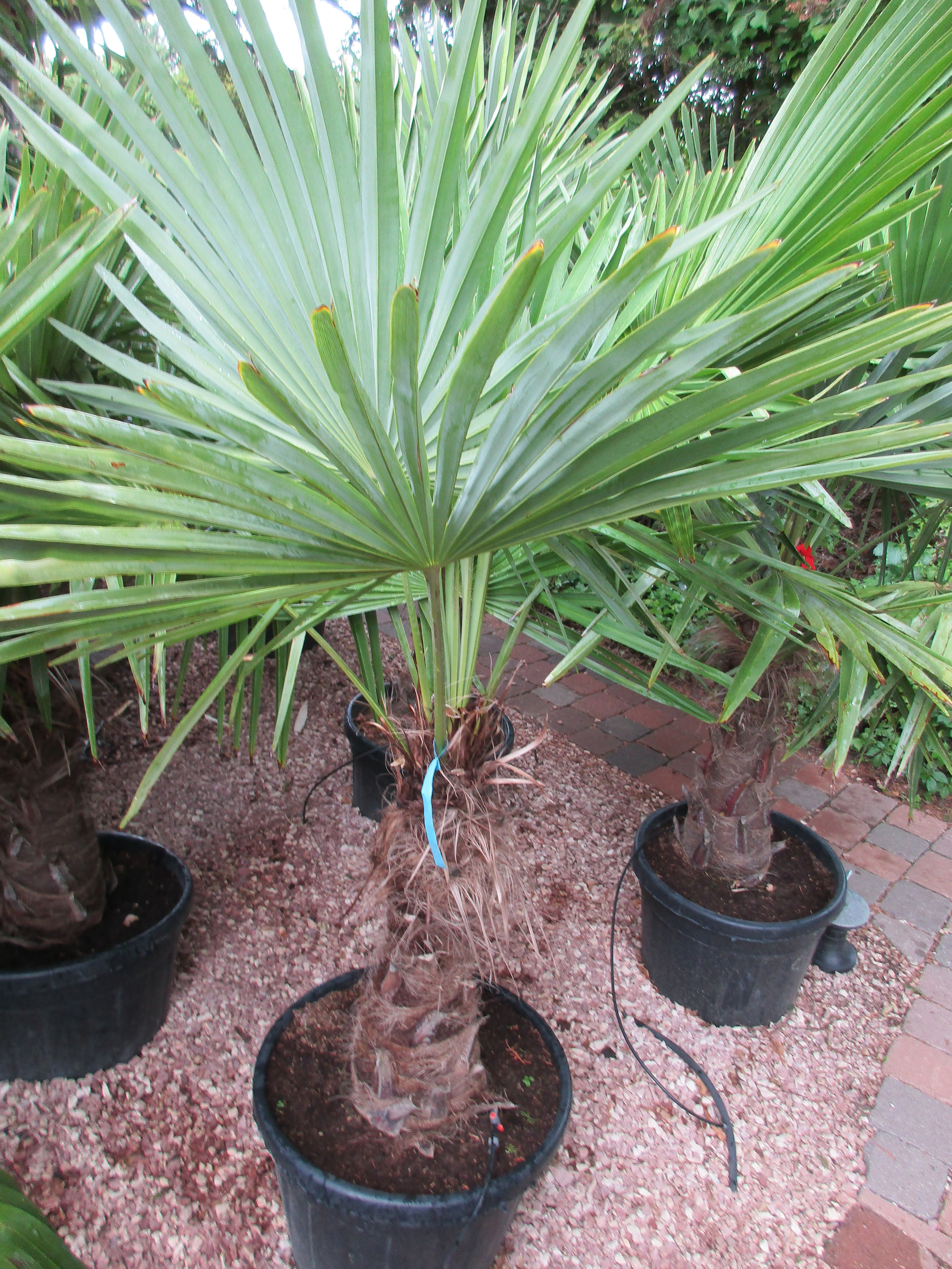 chinesische Hanfpalme 200cm