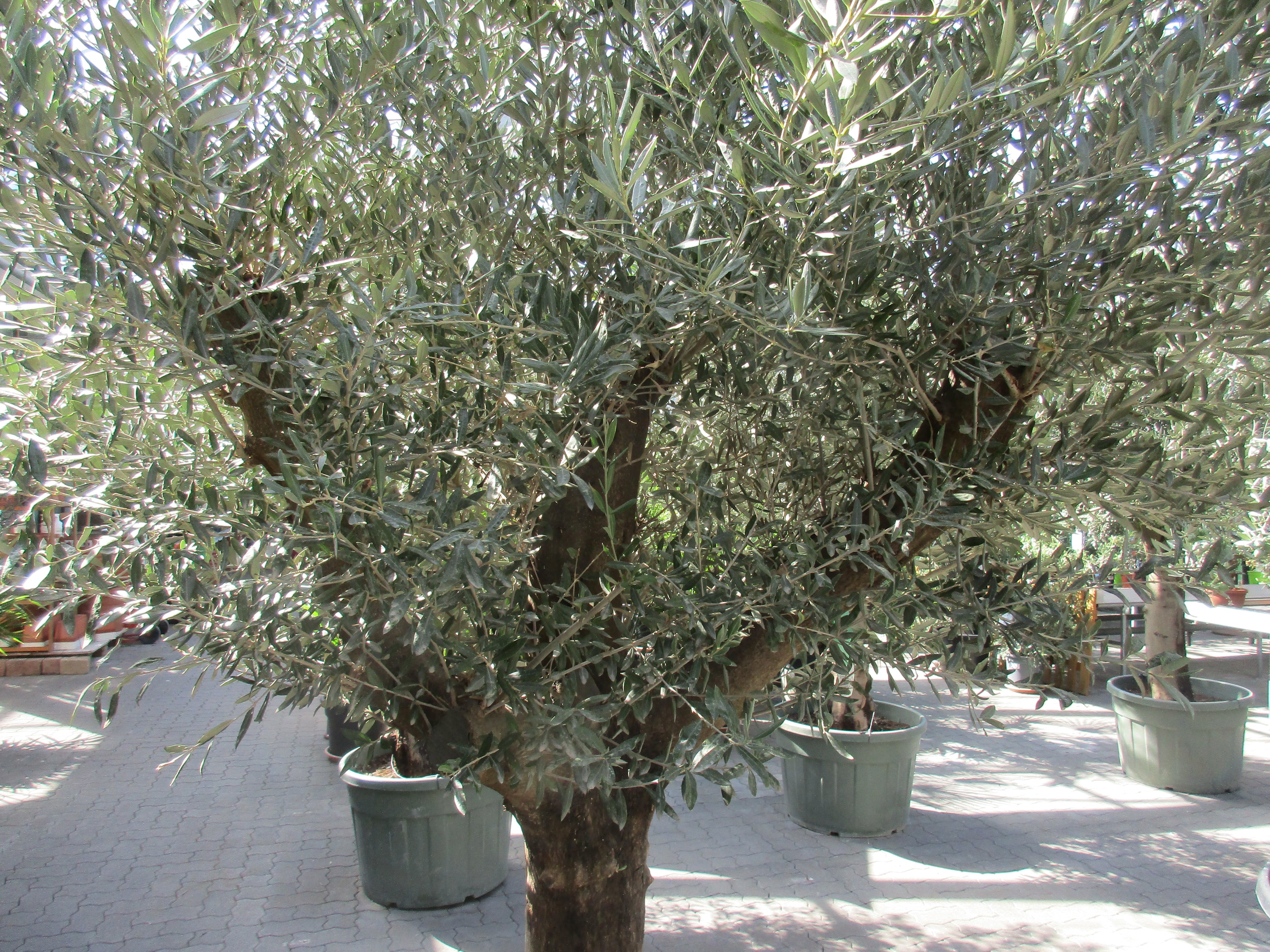 Olivenbaum ,Hojiblanca, 280cm , 85 Jahre alter Olivenbaum