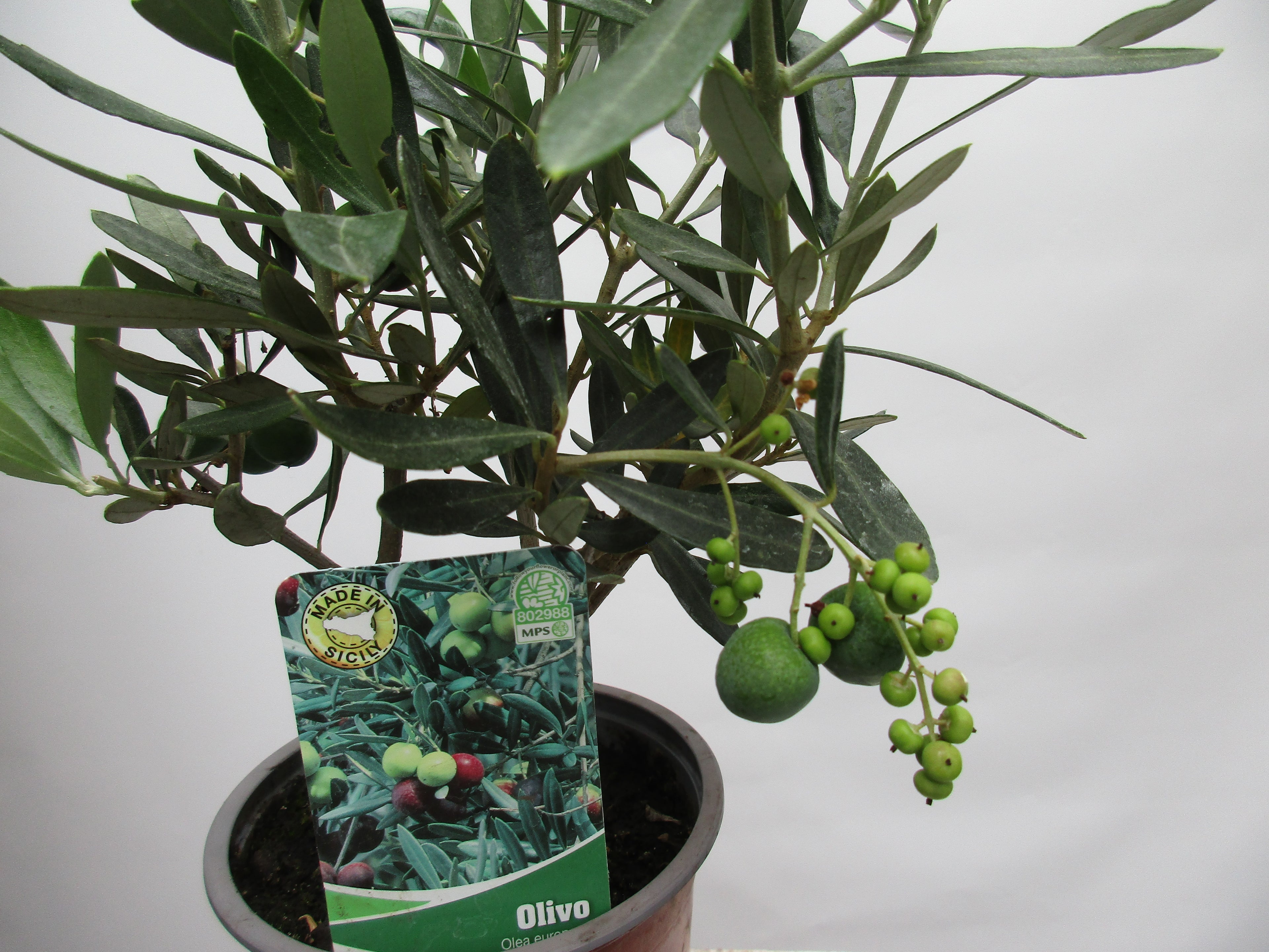 Olivenbaum eineinhalb jährig