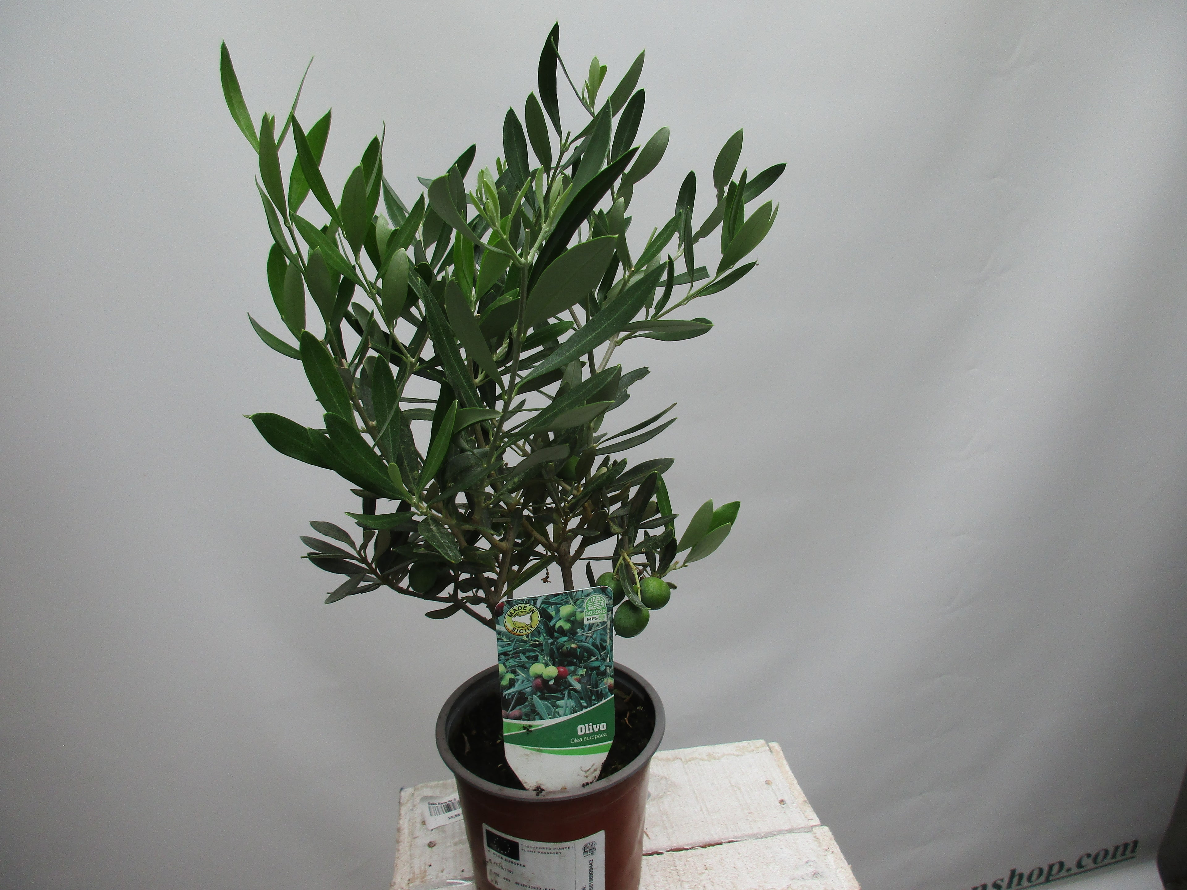 Olivenbaum eineinhalb jährig 45cm