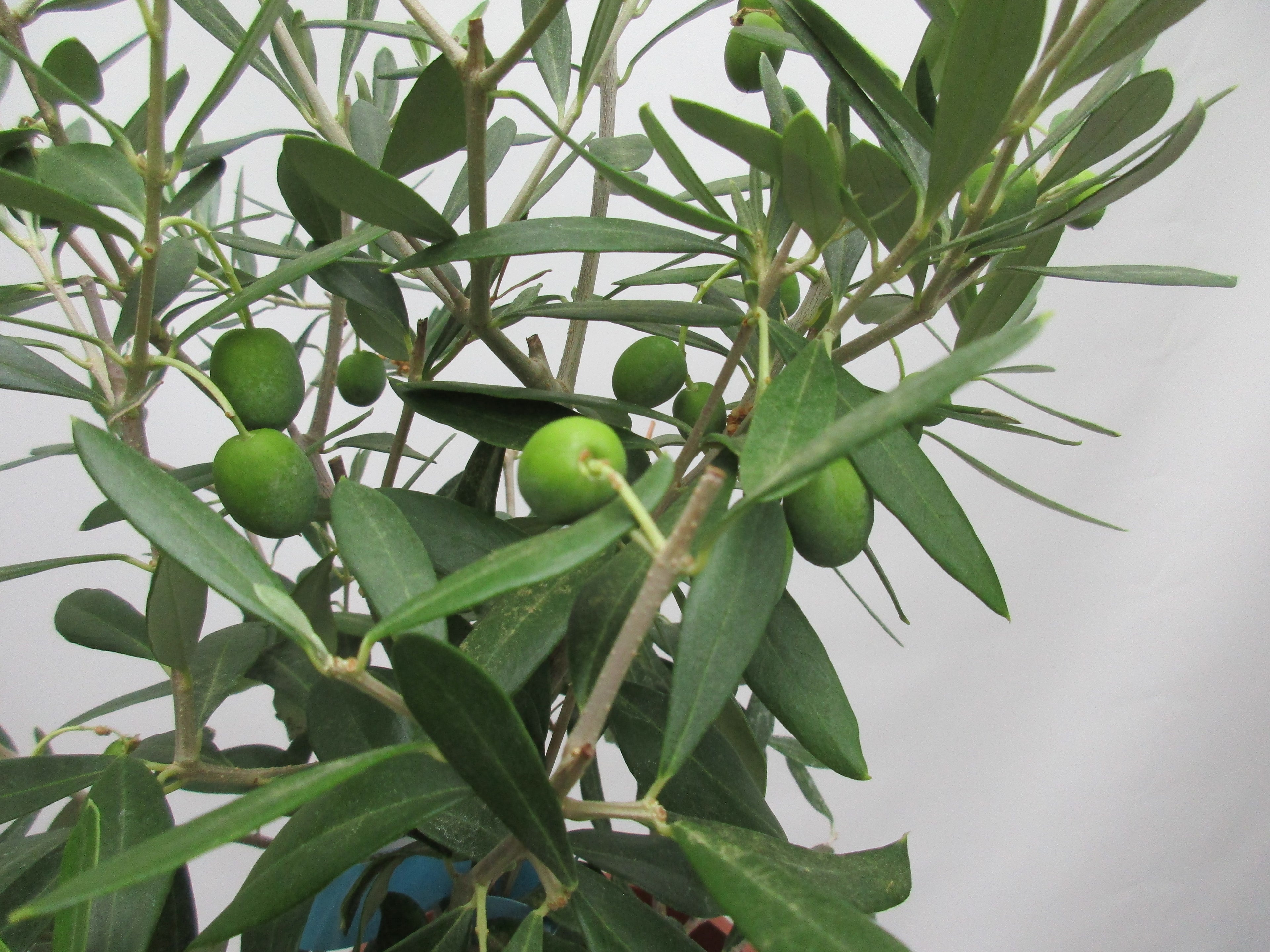 Olivenbusch 50cm
