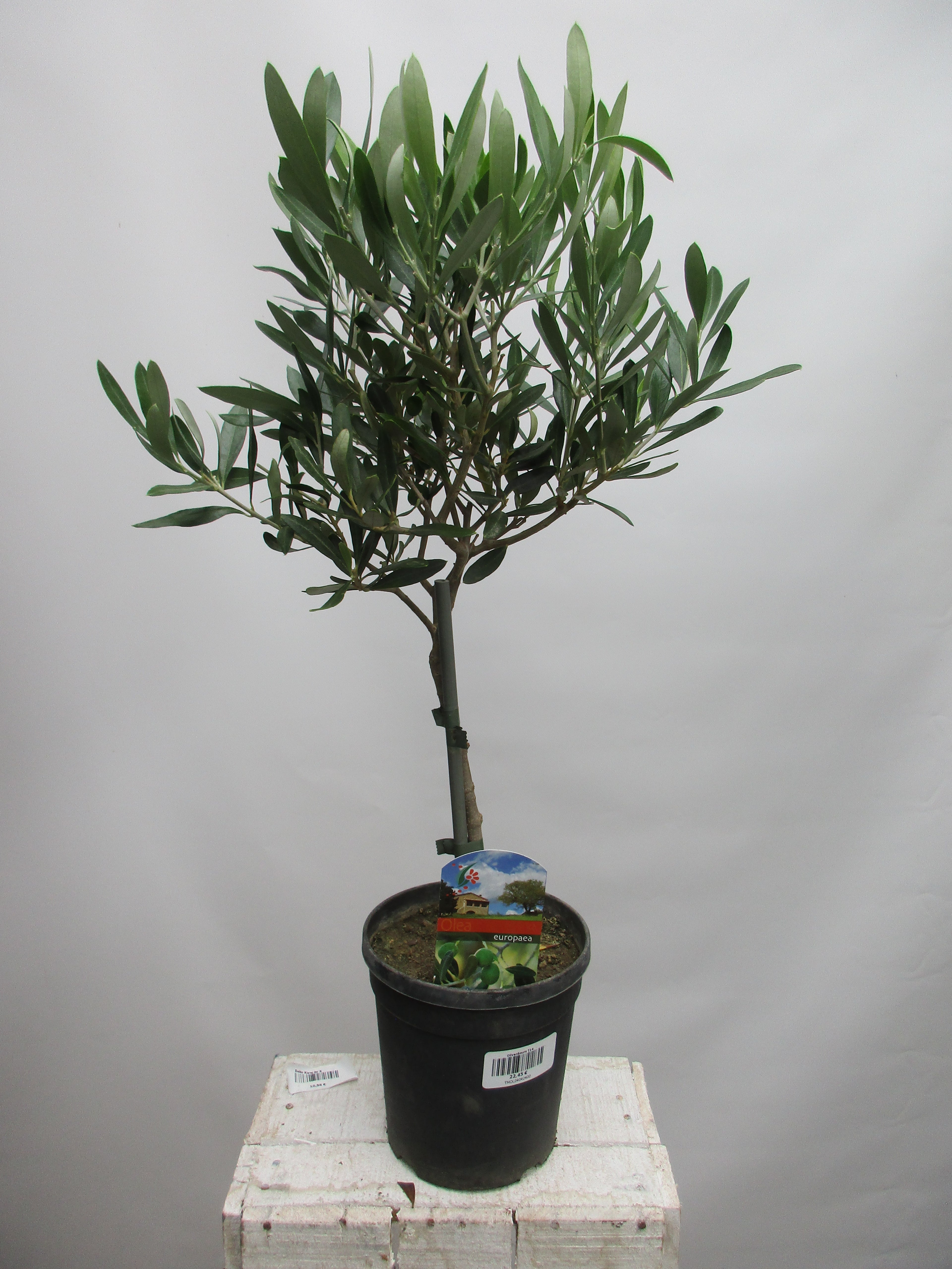 Olivenbaum 60cm