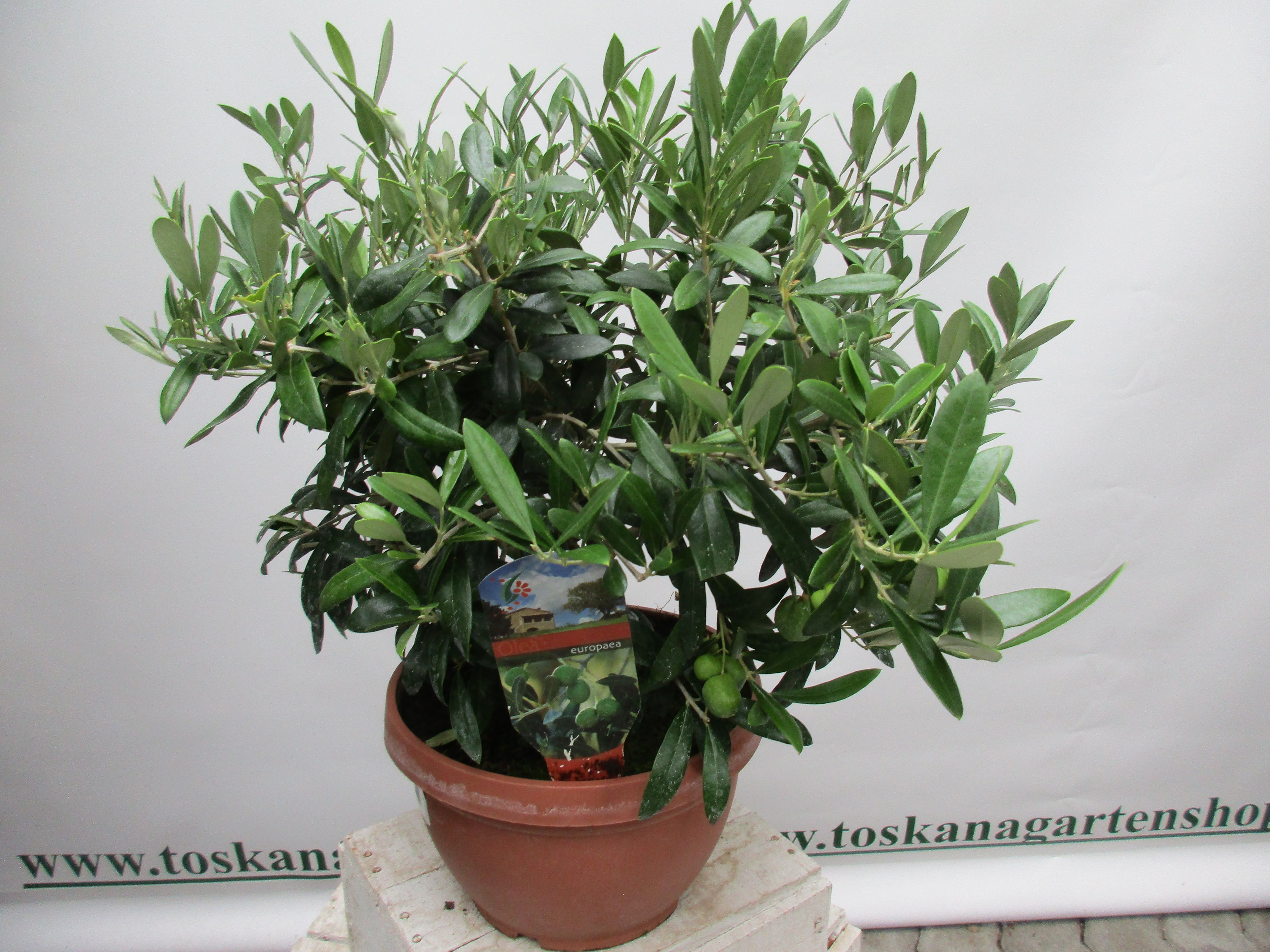 Olivenbusch Bonsaischale 50cm