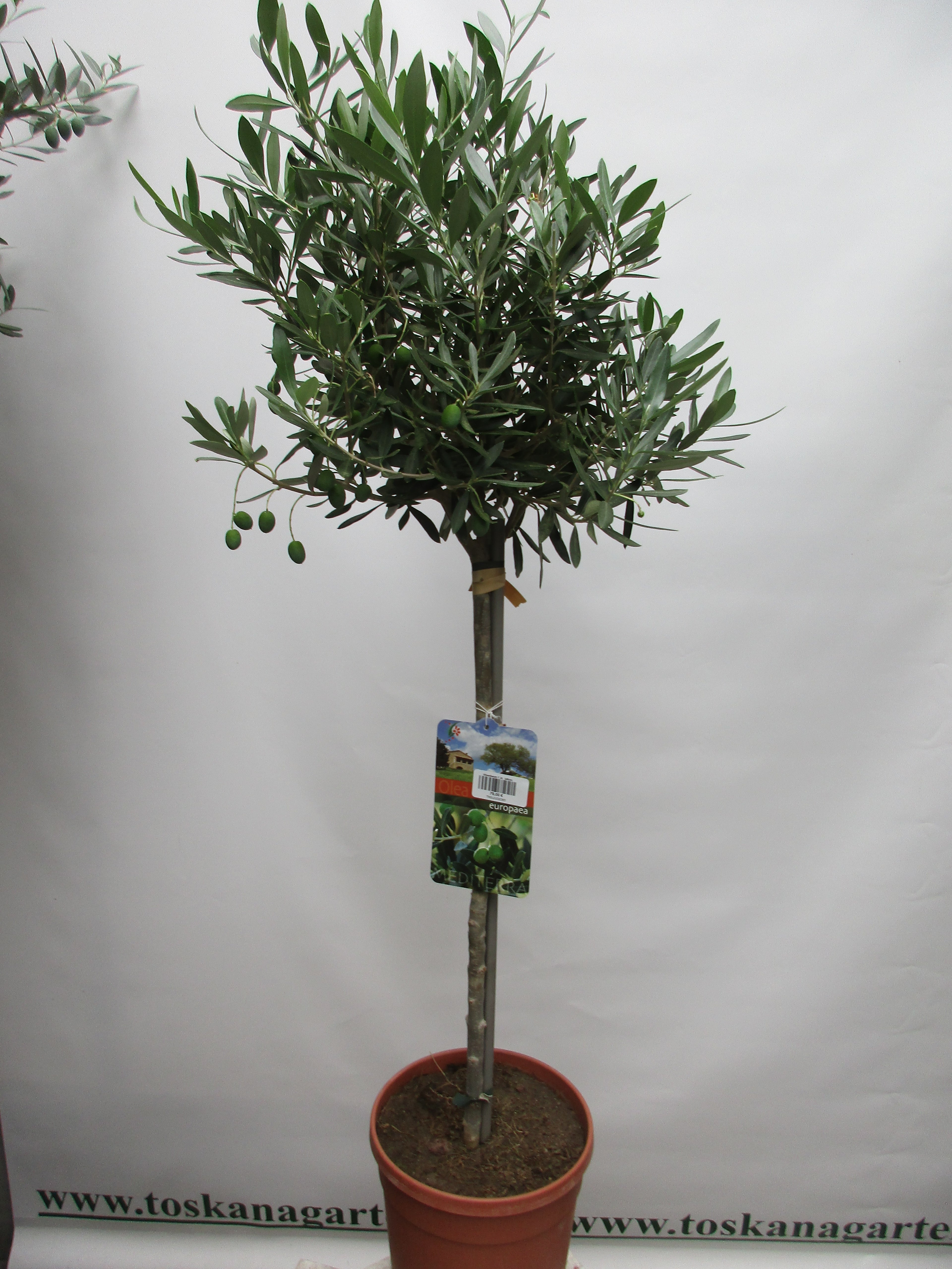 Olivenbaum 120cm