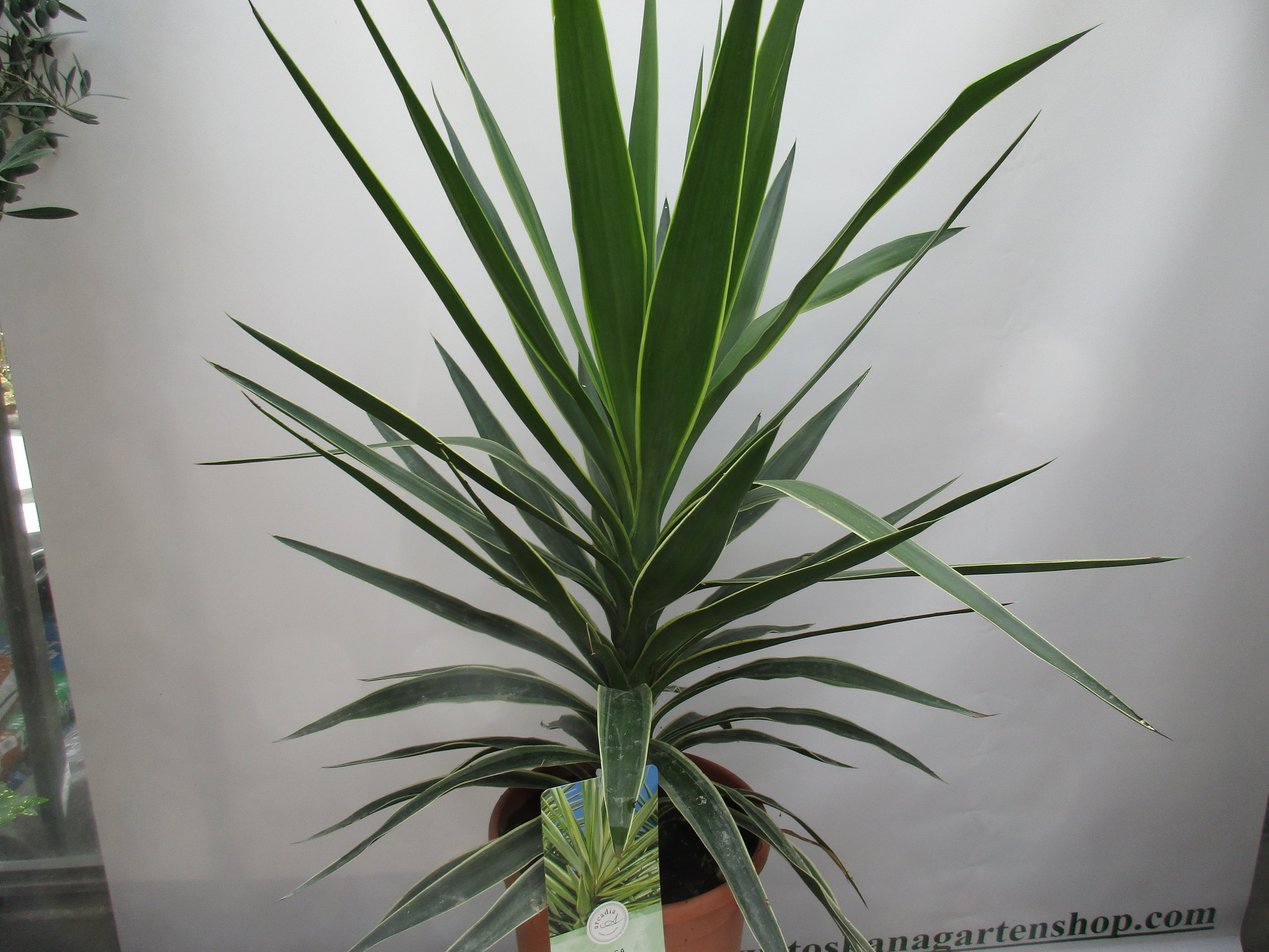 Yucca Elephantipes Jewel 130cm