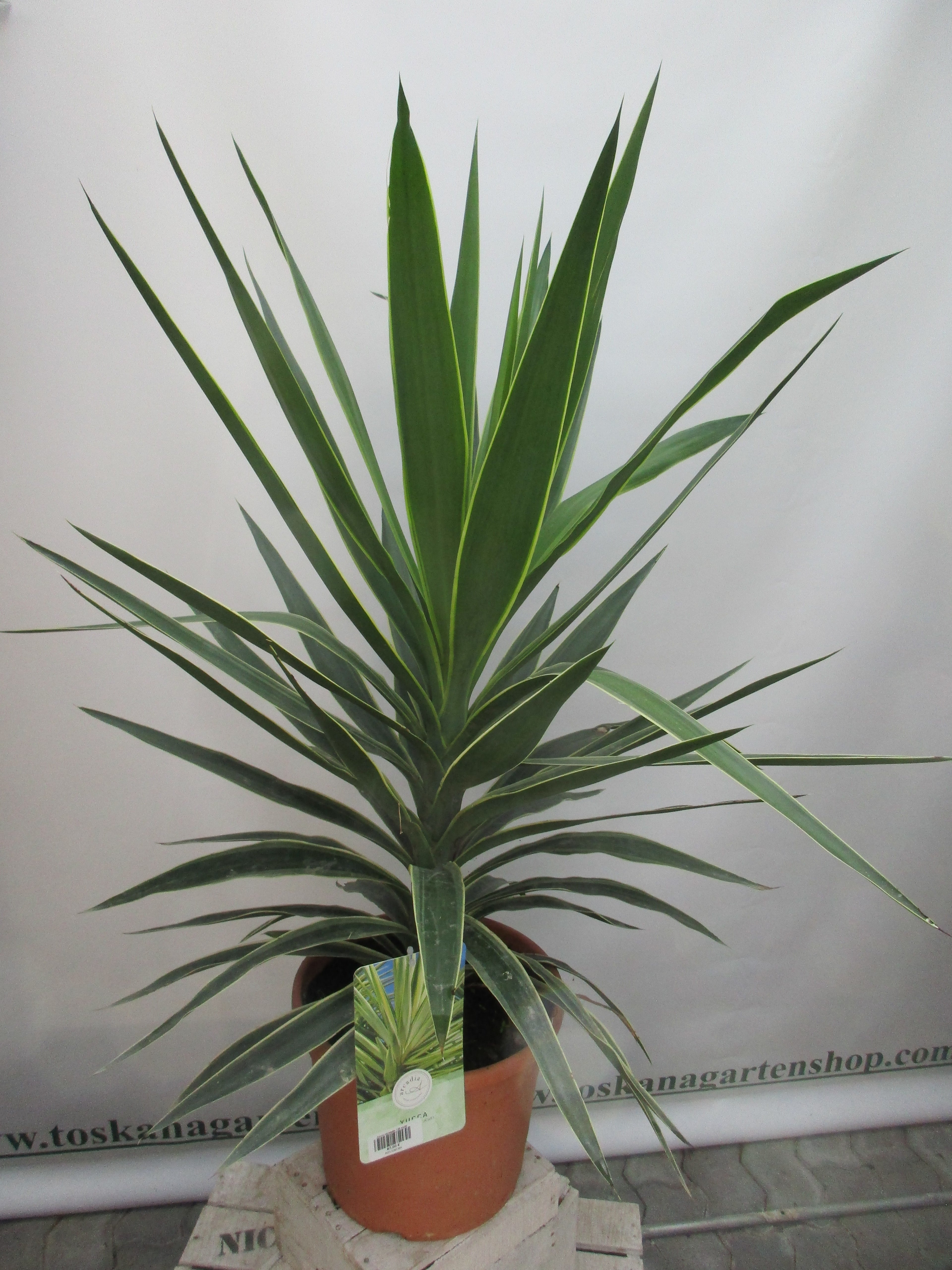 Yucca Elephantipes Jewel 130cm