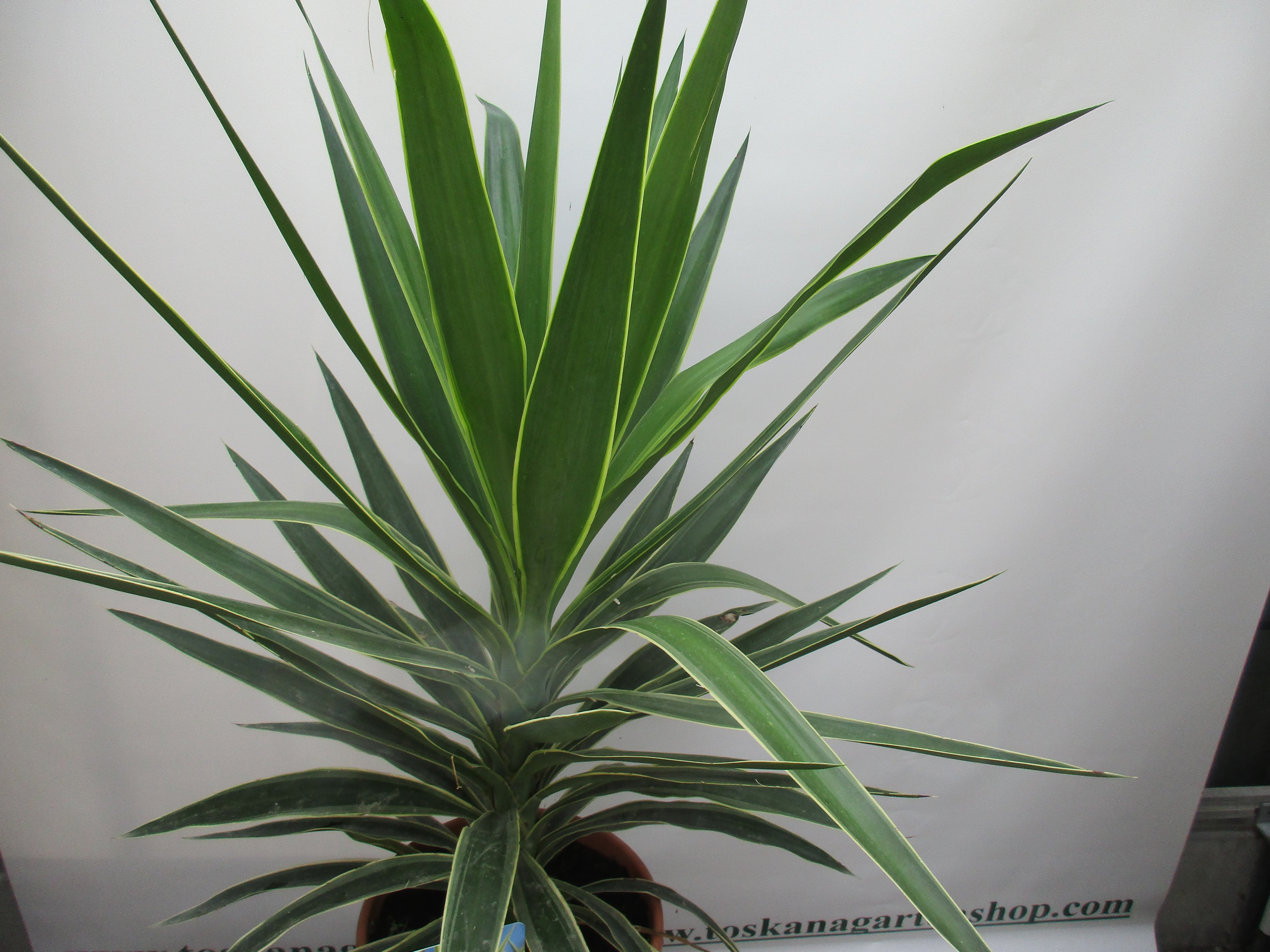Yucca Elephantipes Jewel 130cm