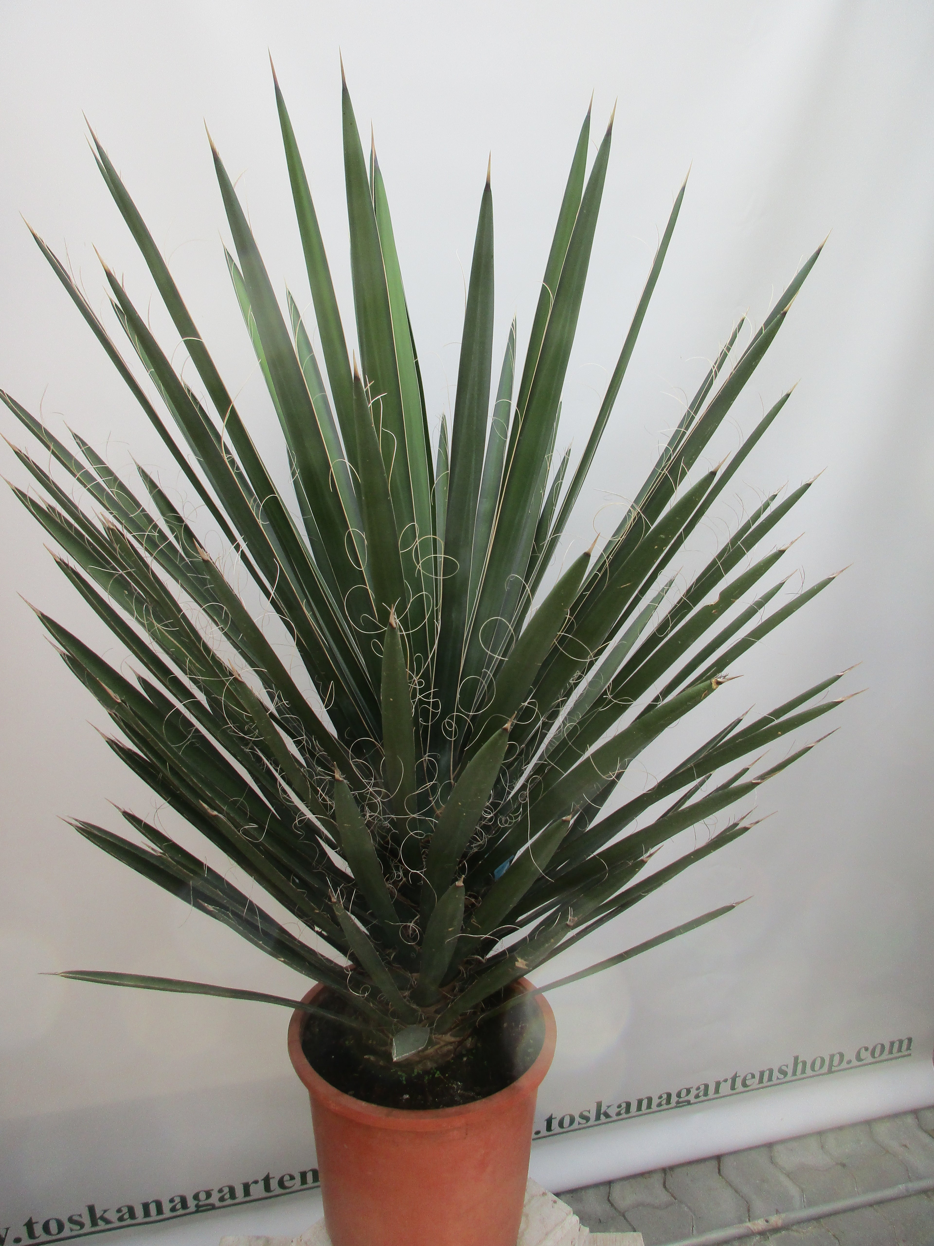 schöne Rärrität einer Yucca