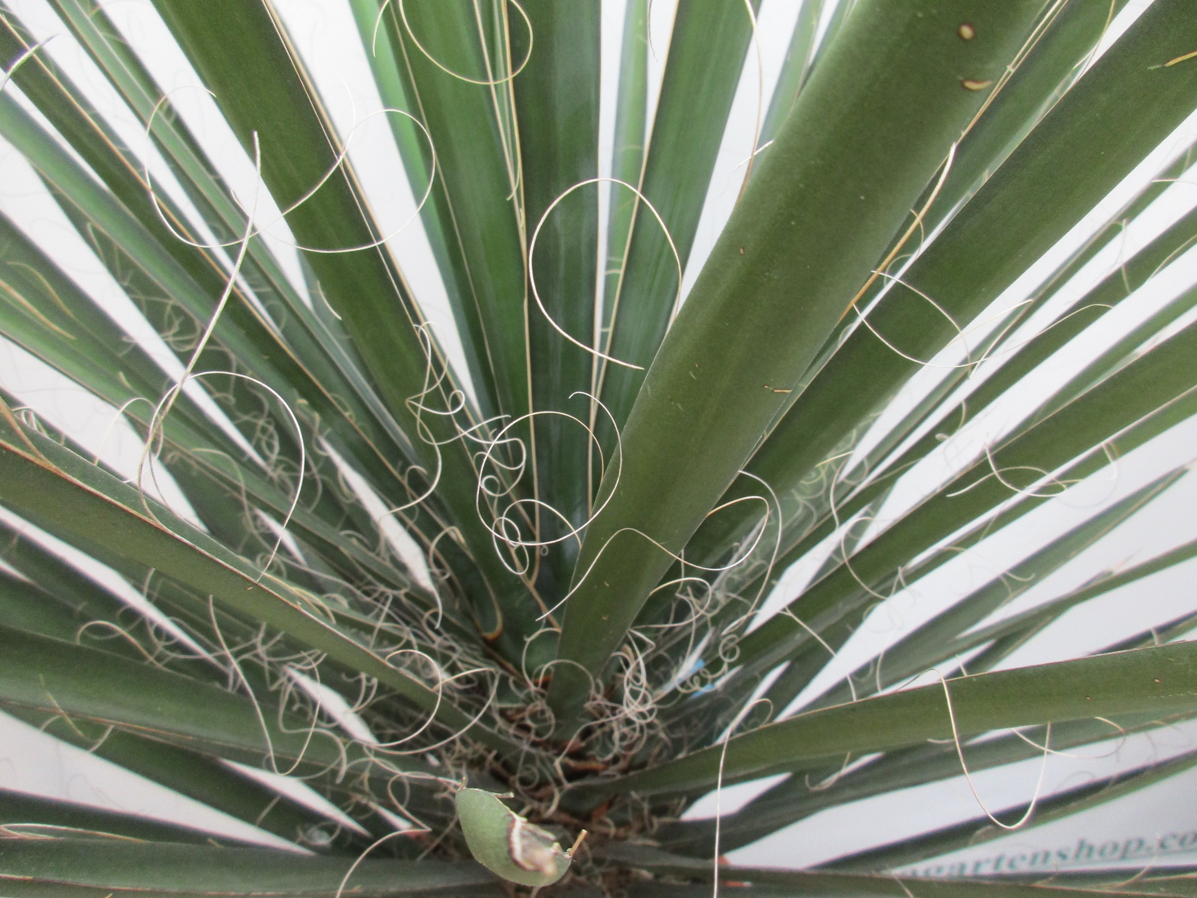 Yucca Nahaufnahme im Herzbereich