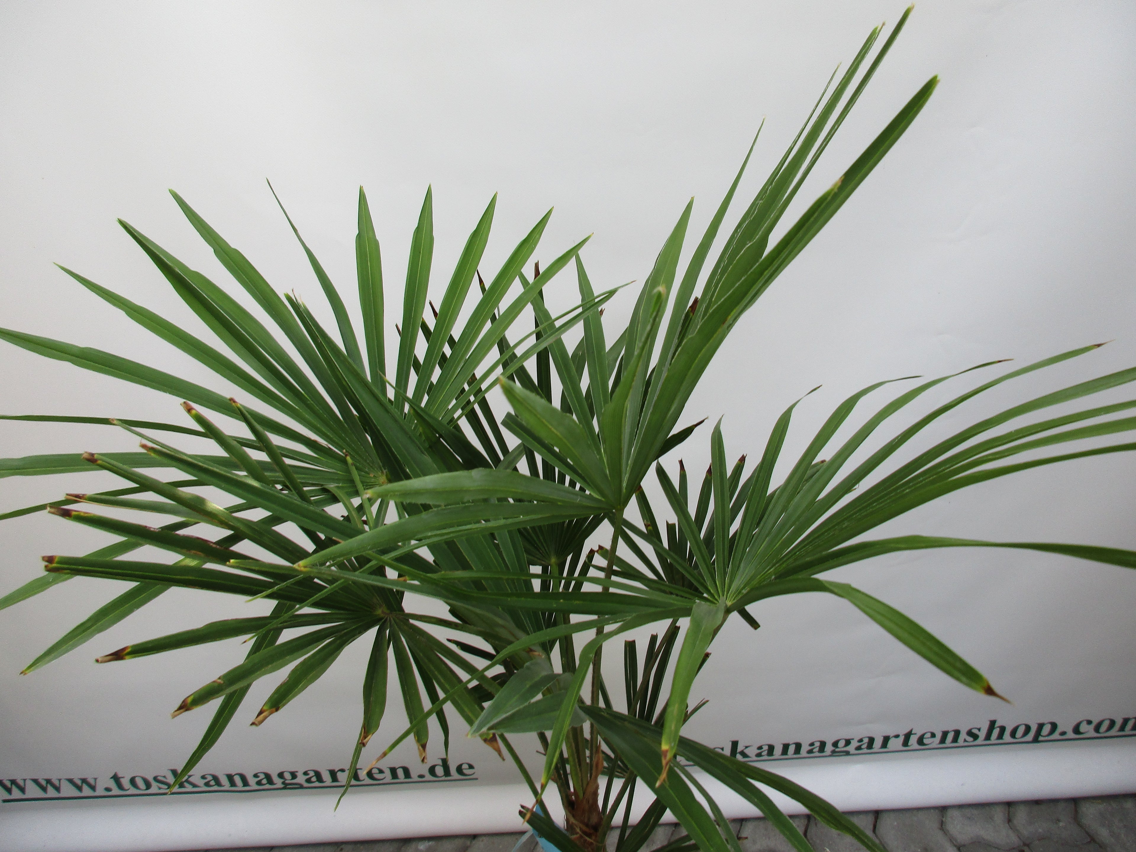 Hanfpalme, Trachycarpus fortunei, 80 cm
