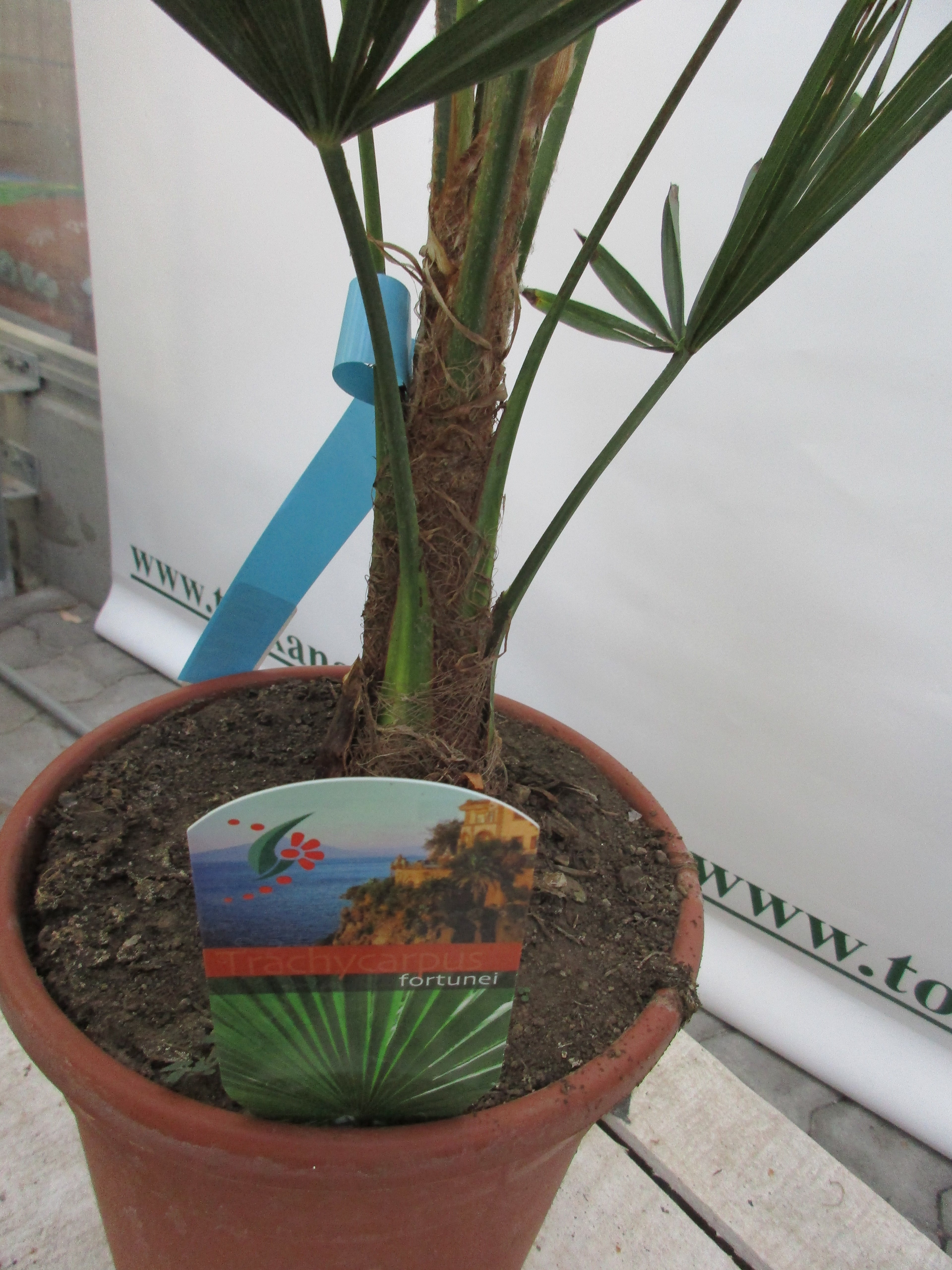 Hanfpalme, Trachycarpus fortunei, 80 cm