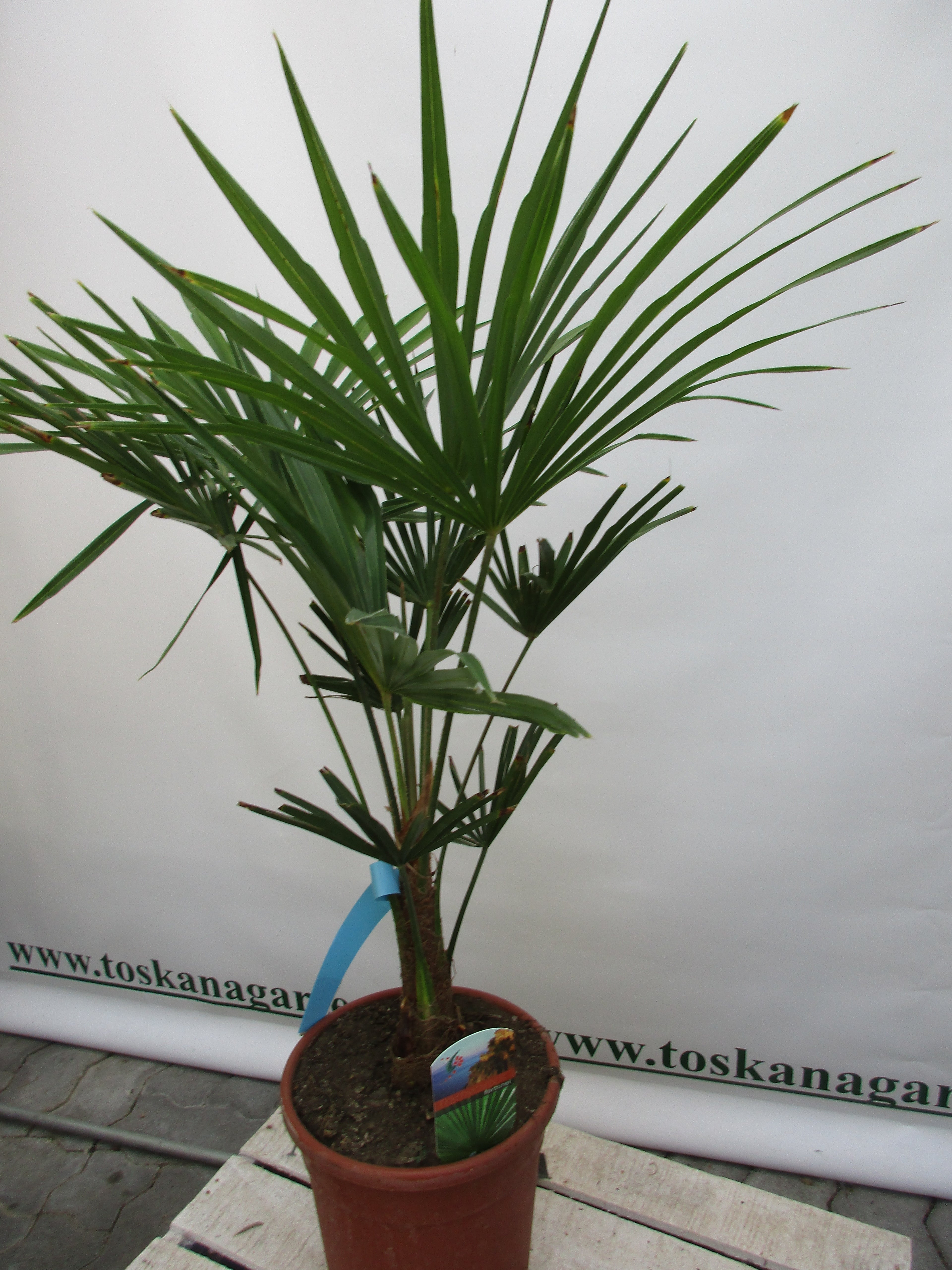 Hanfpalme, Trachycarpus fortunei, 80 cm