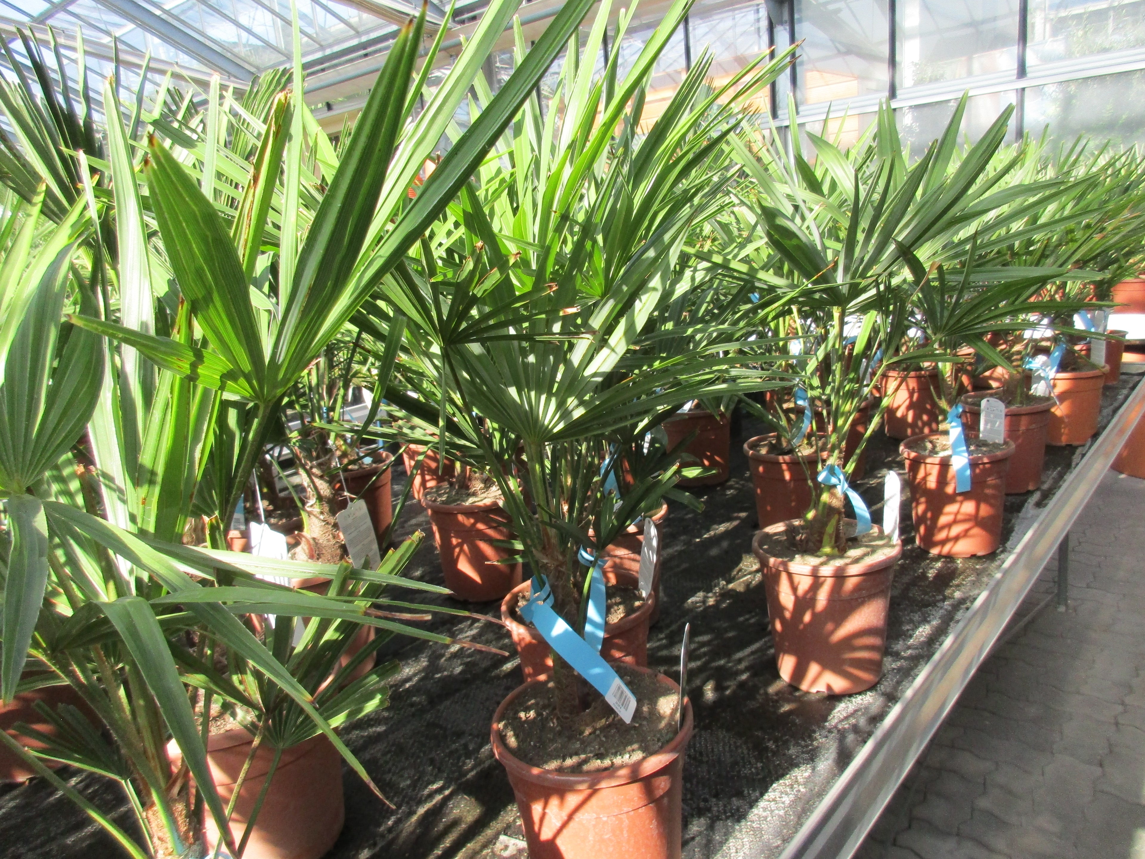 Hanfpalme, Trachycarpus fortunei, 80 cm