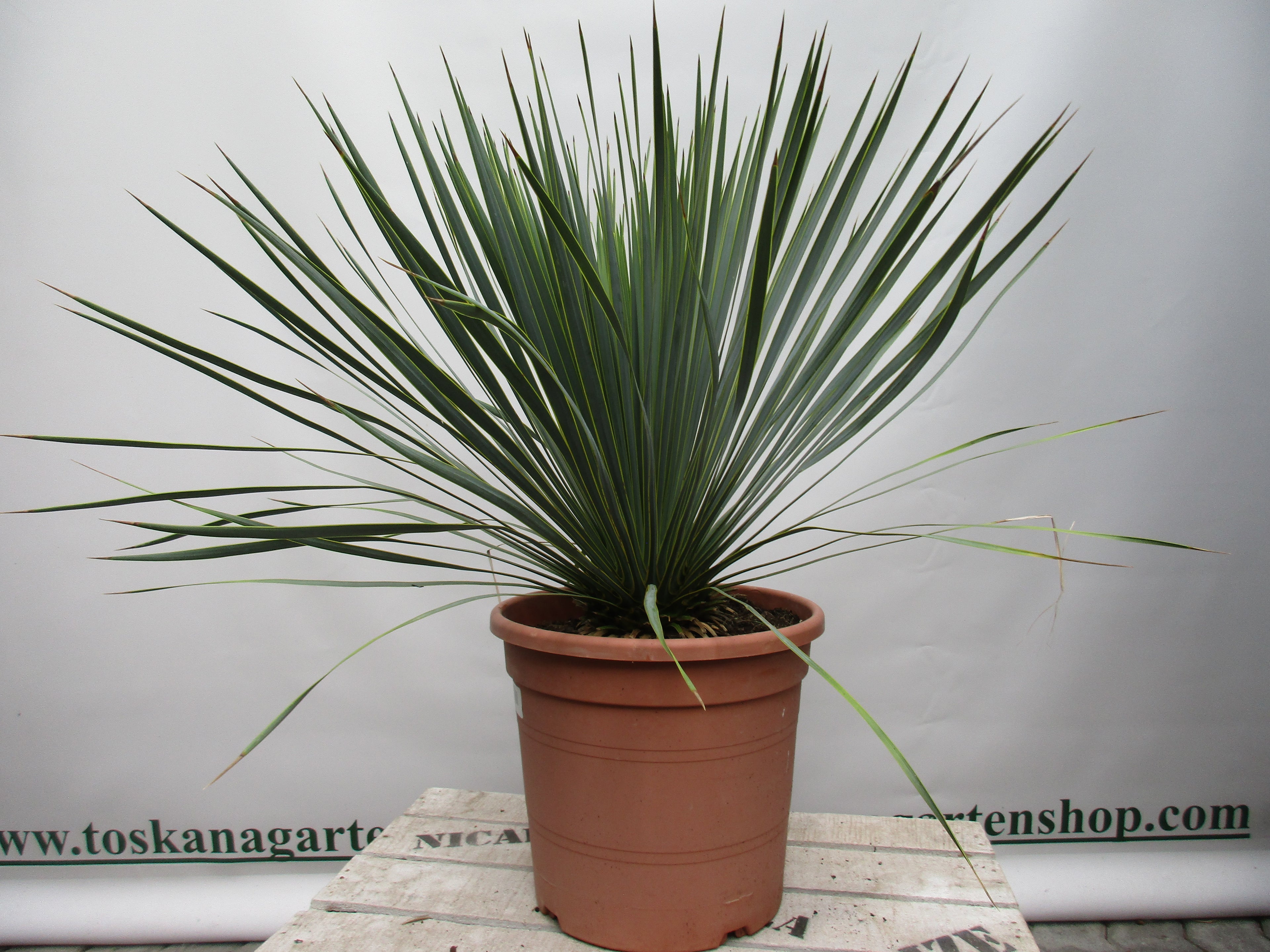 Yucca Rostrata, Blaue Palmlilie , medium