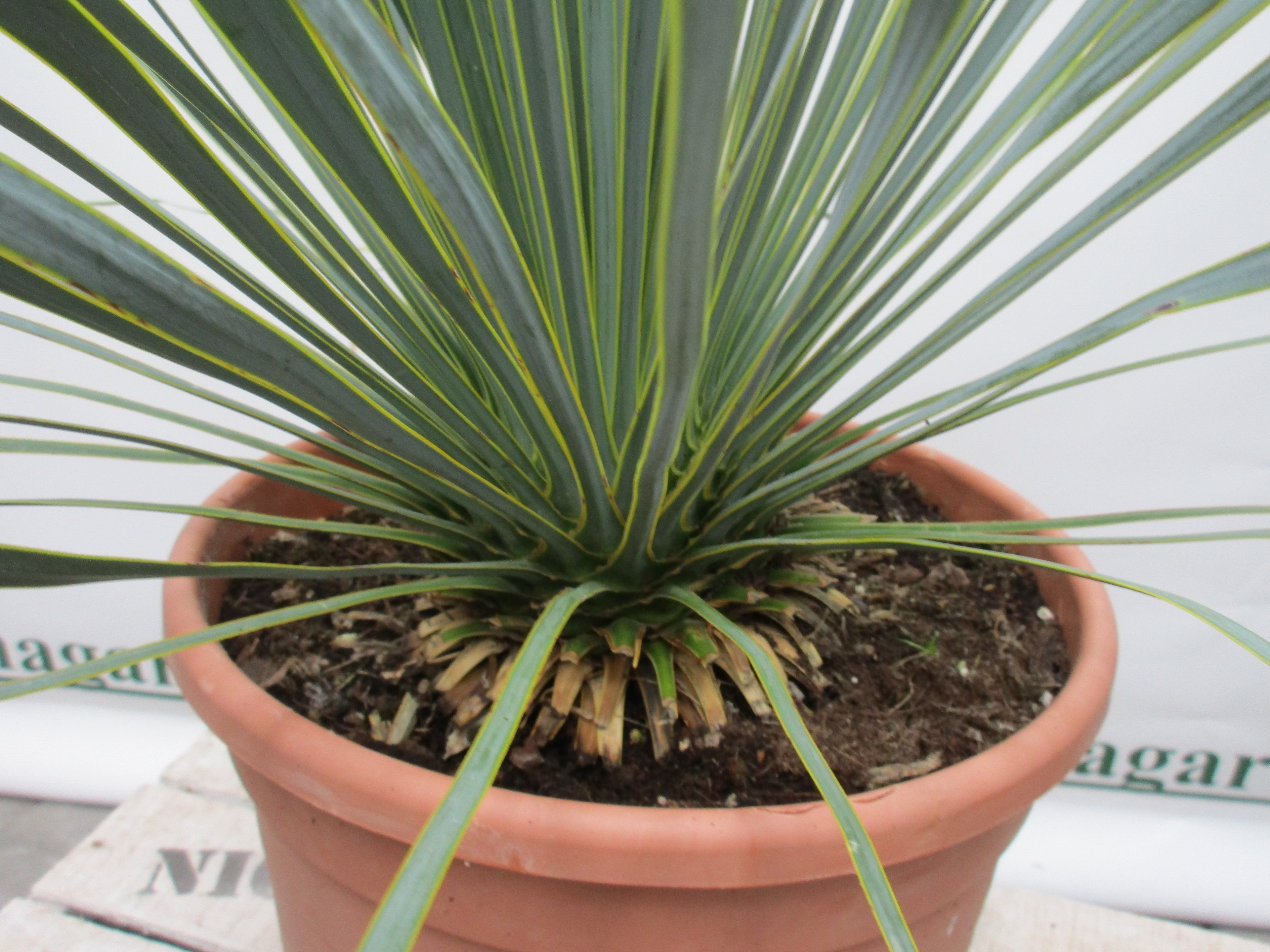 Yucca Rostrata, Blaue Palmlilie , medium