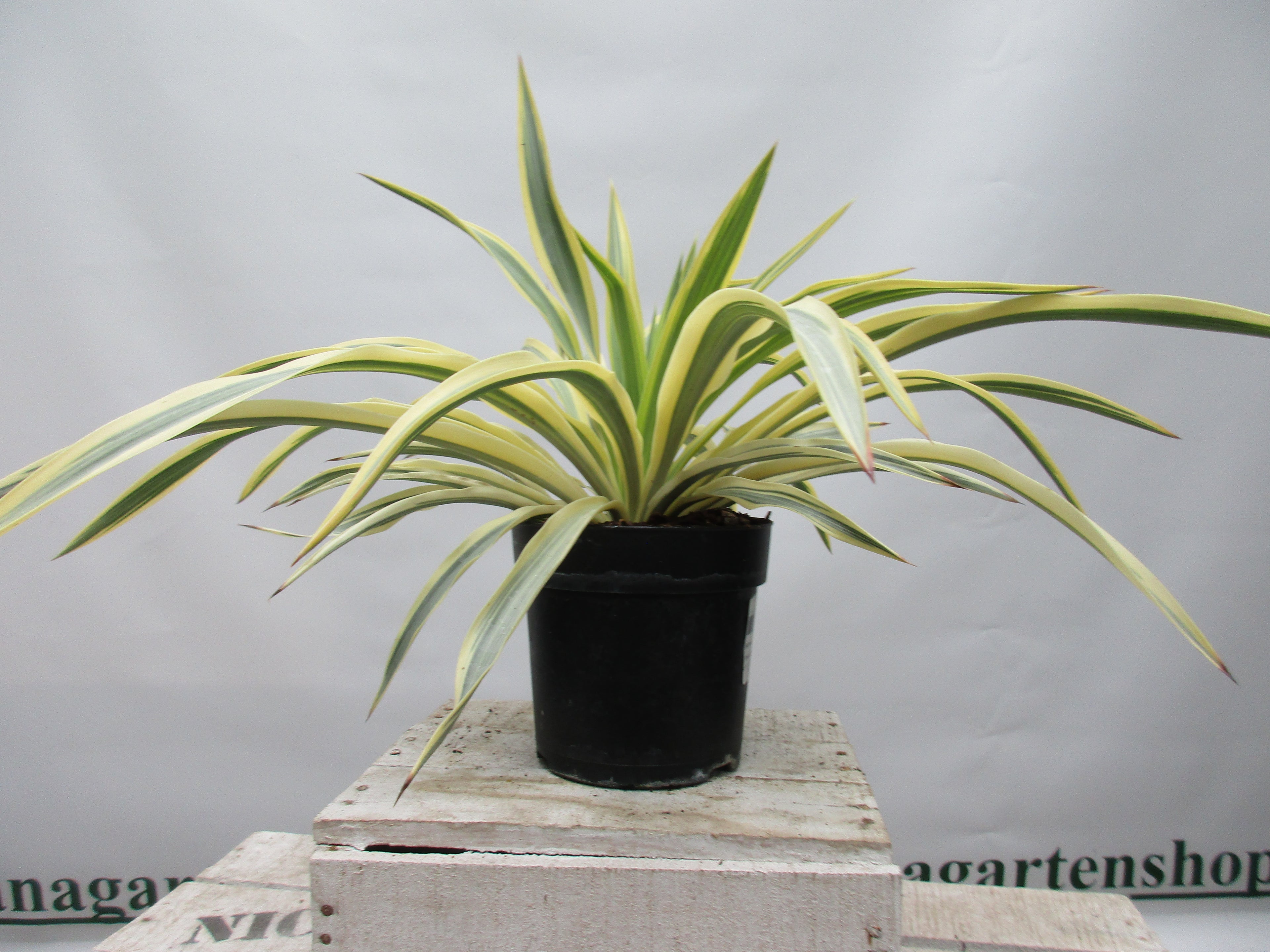 Yucca tuscany, Palmlilie &