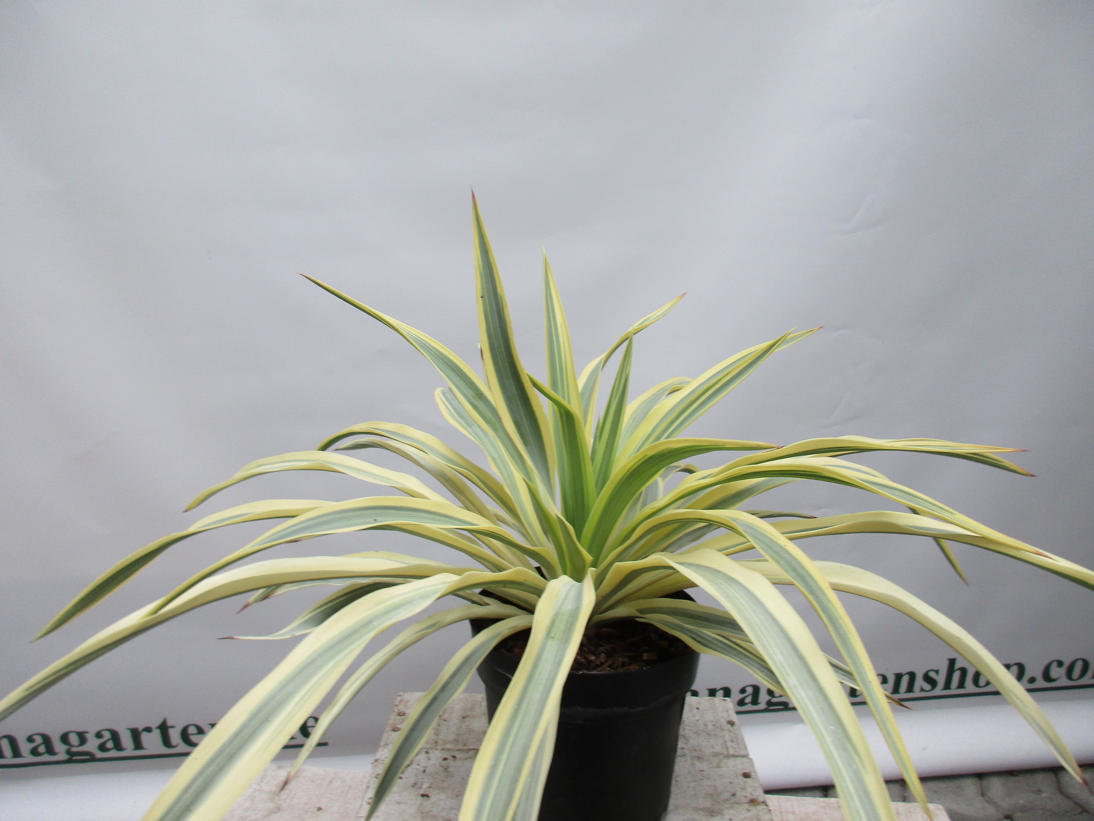 Yucca tuscany, Palmlilie &