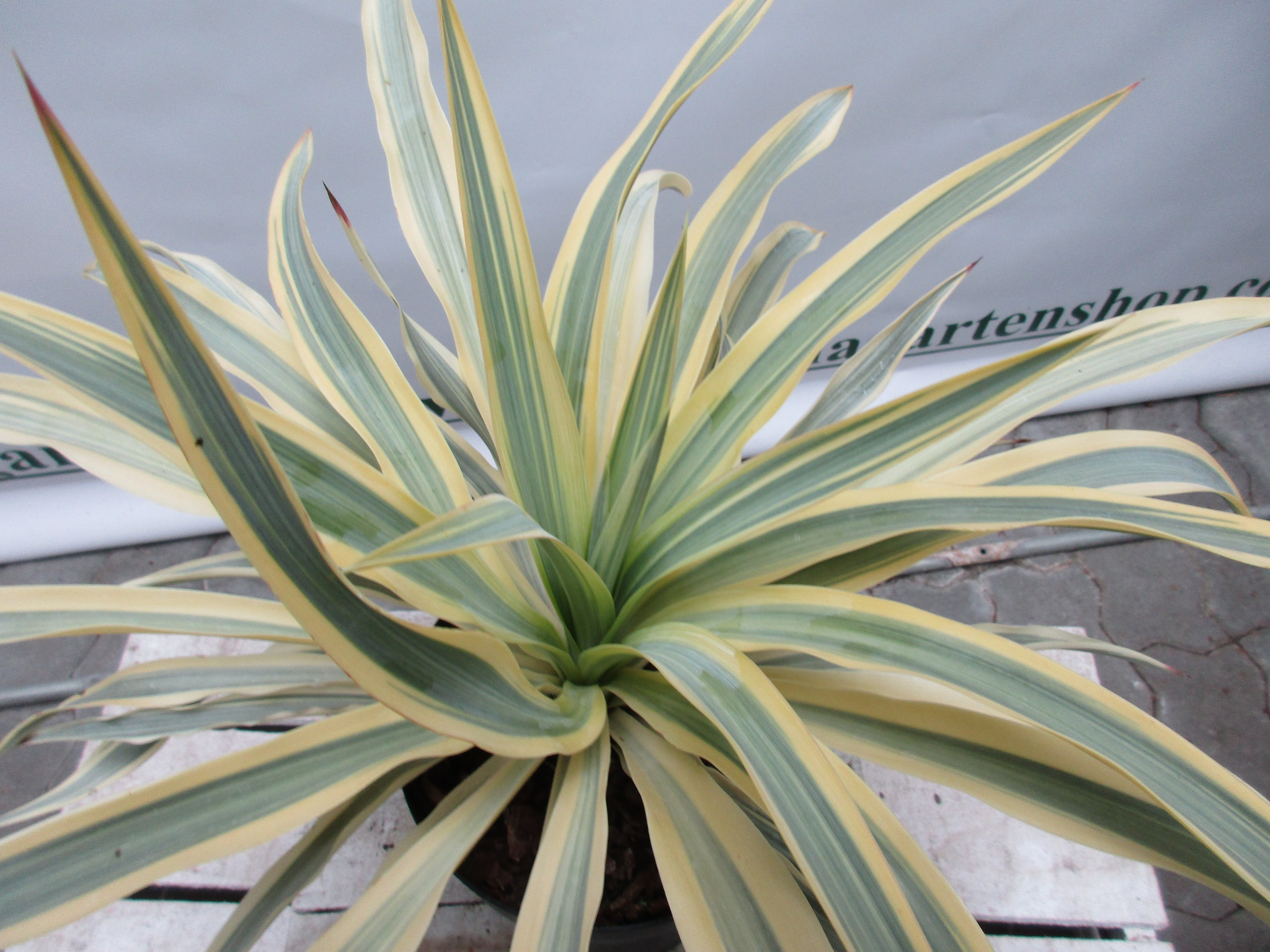 Yucca tuscany, Palmlilie &