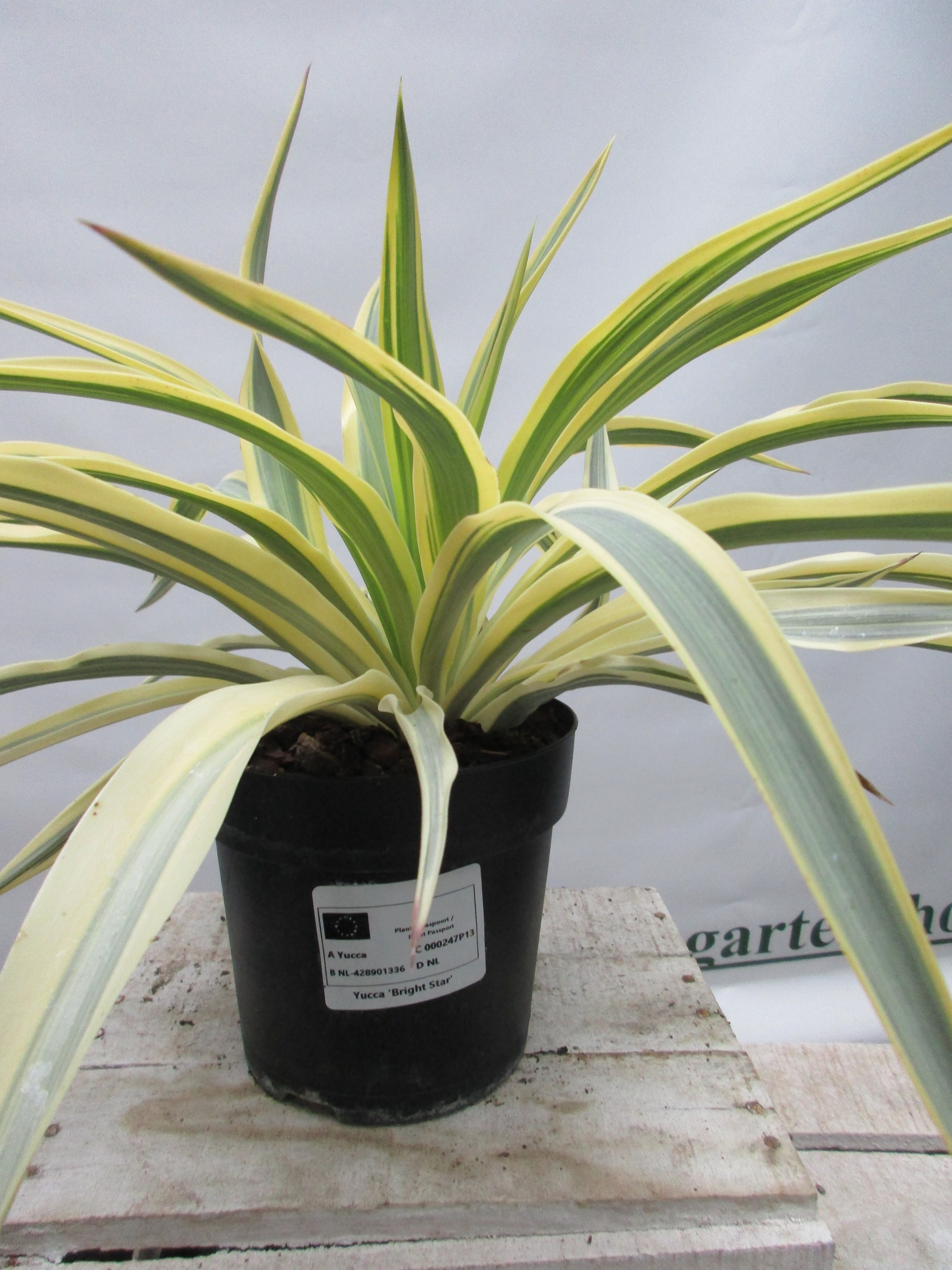 Yucca tuscany, Palmlilie &