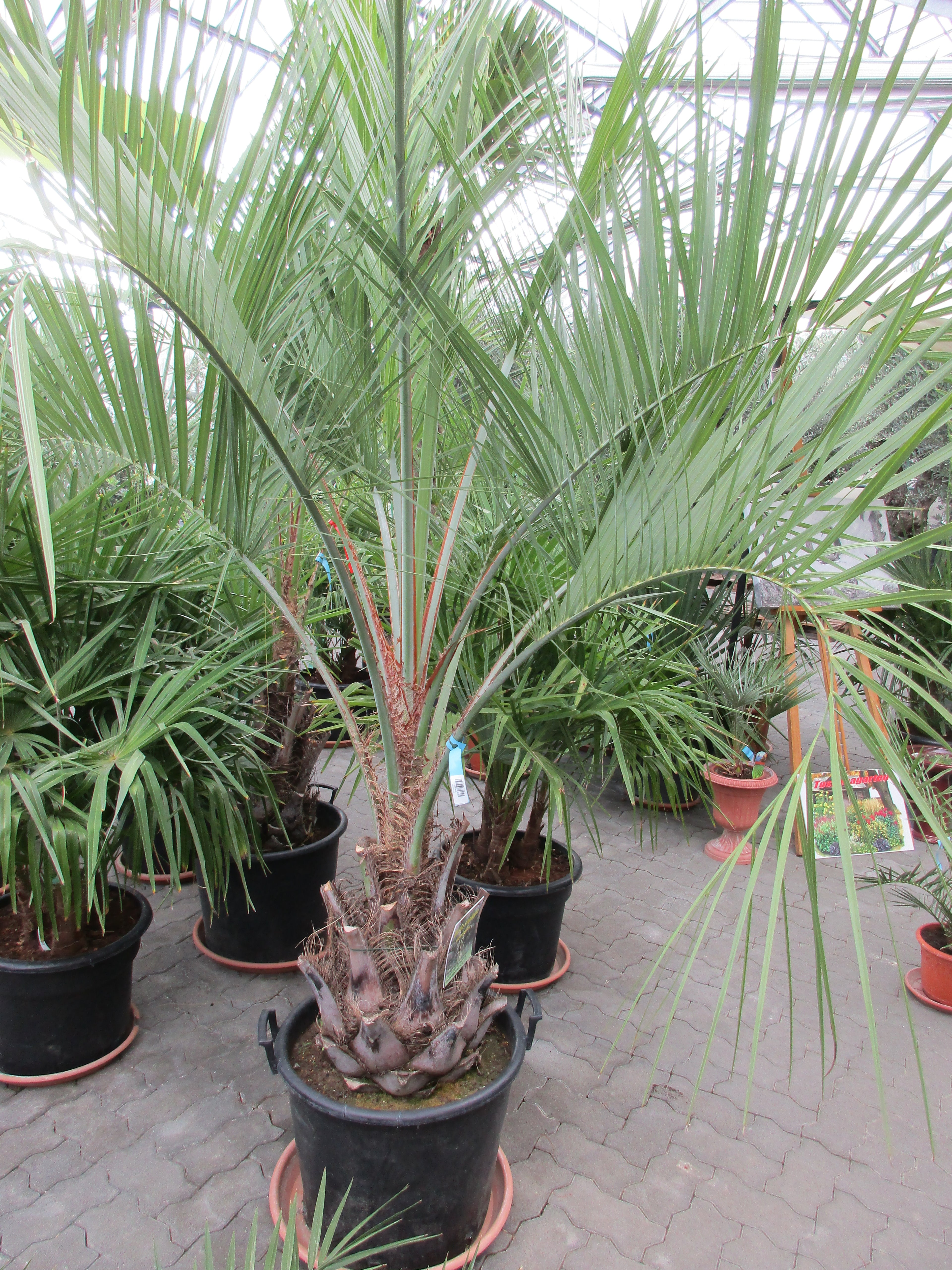 Butia capitata