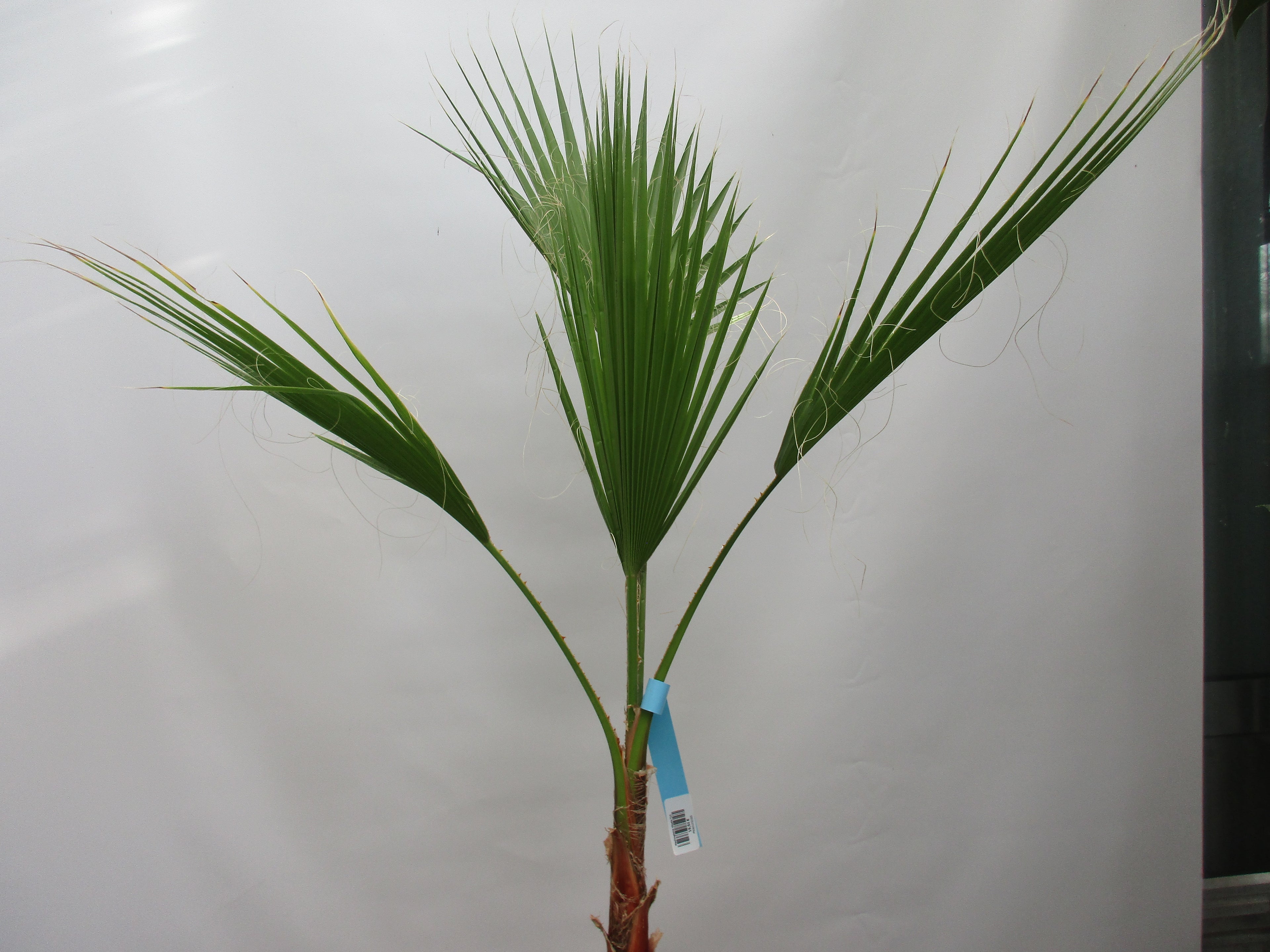 Washingtonia robusta, Palme , 100 cm
