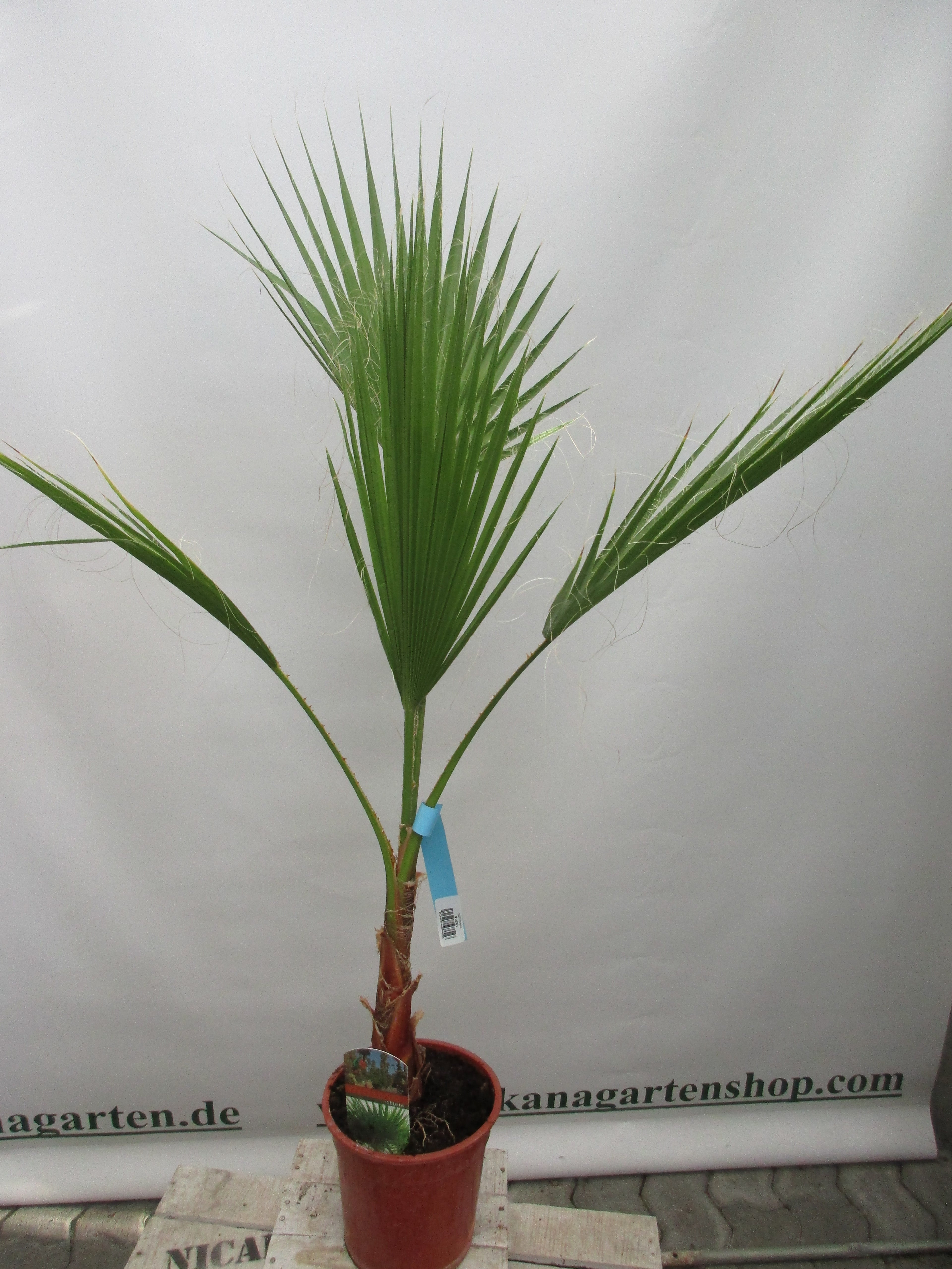 Washingtonia robusta, Palme , 100 cm