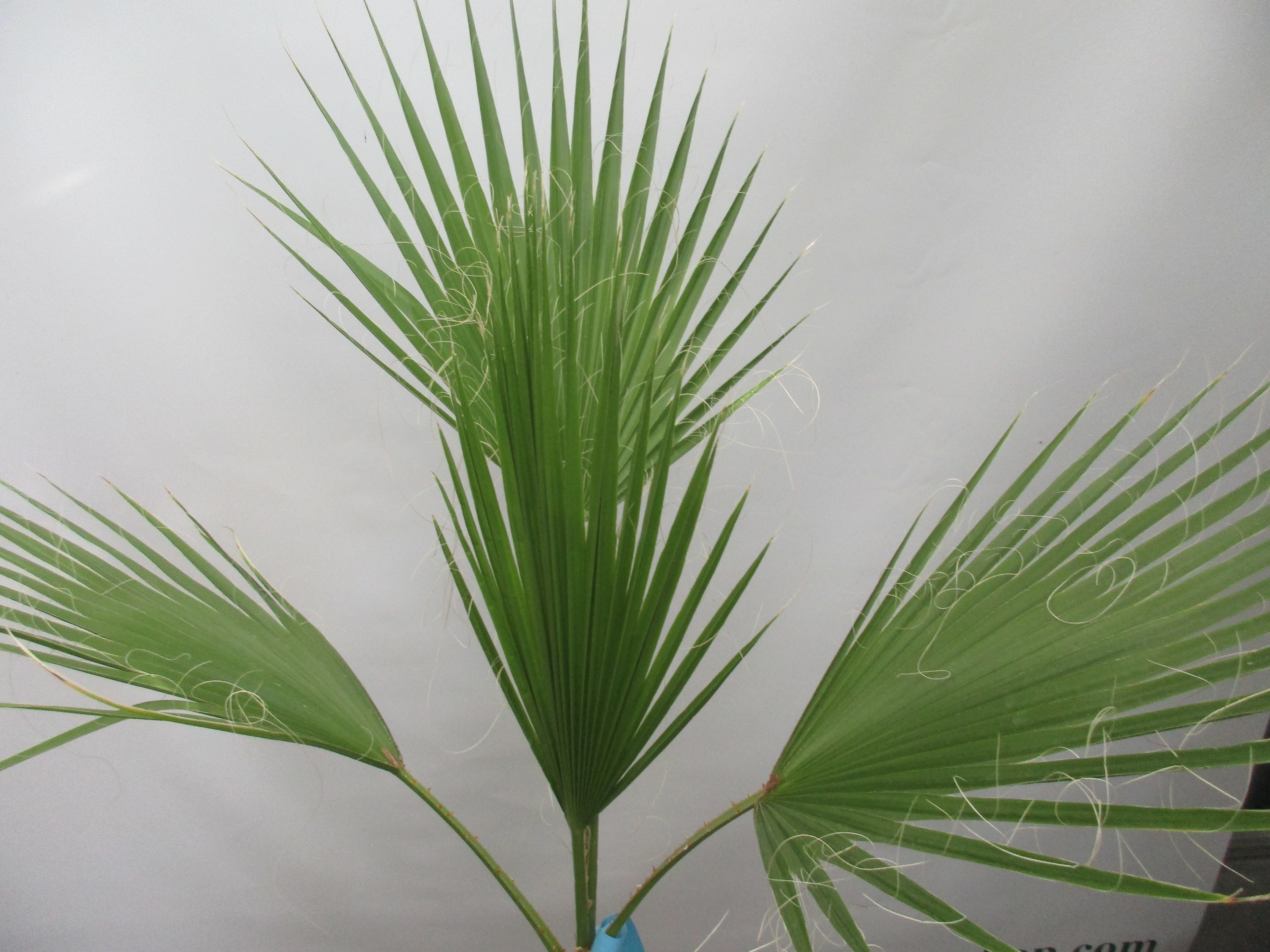 Washingtonia robusta, Palme , 100 cm