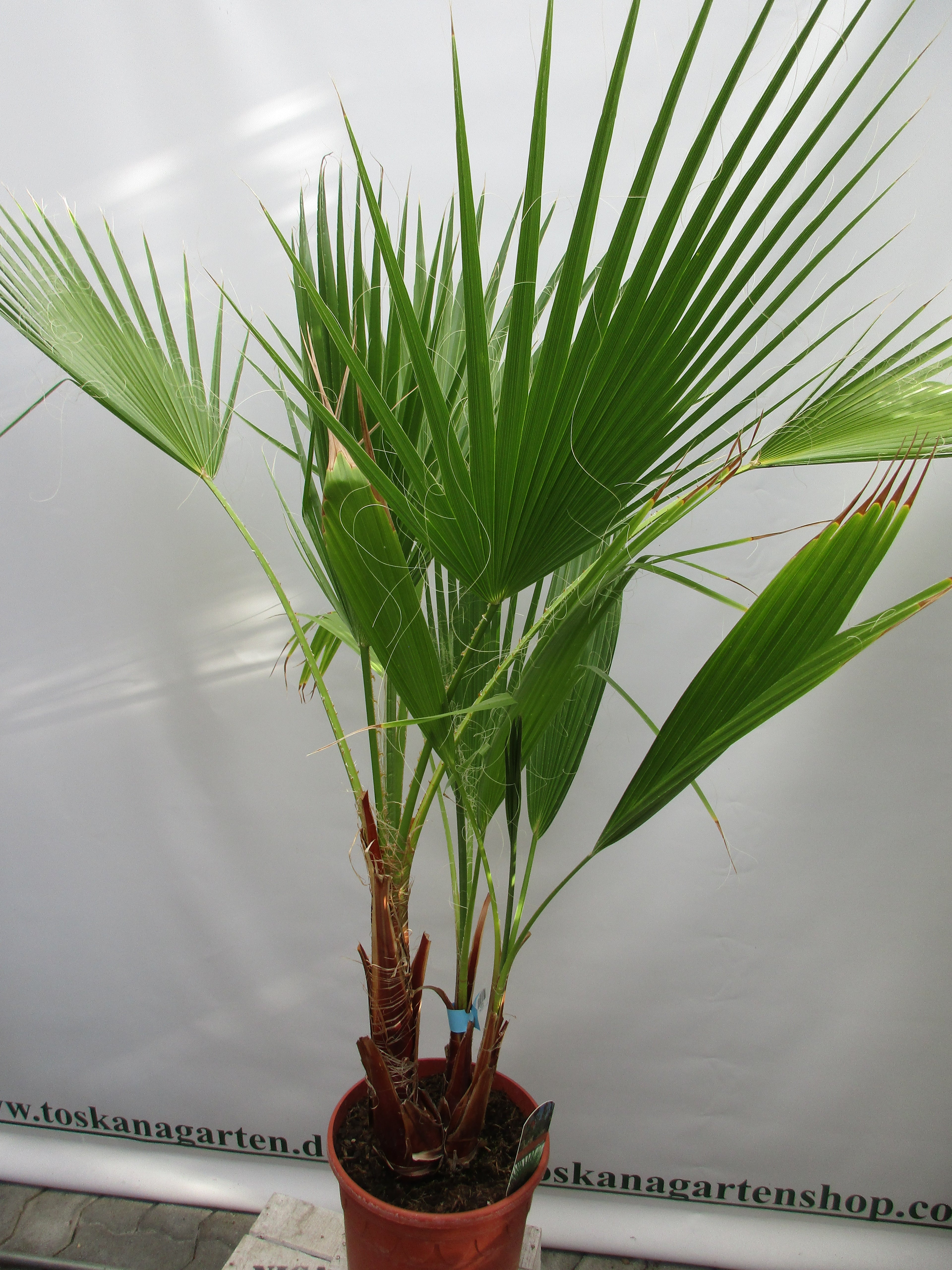 Washingtonia robusta, Palme , 120 cm verzweigt