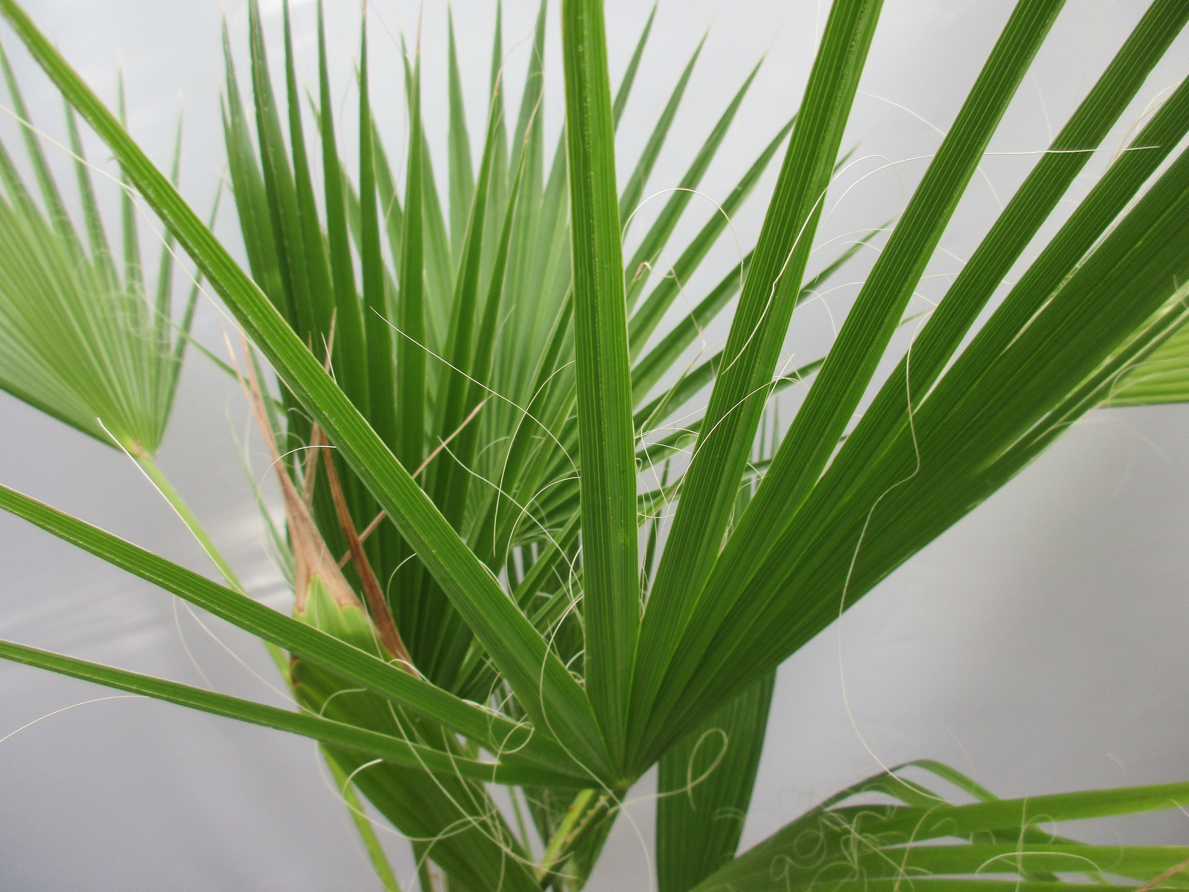 Washingtonia robusta, Palme , 120 cm verzweigt