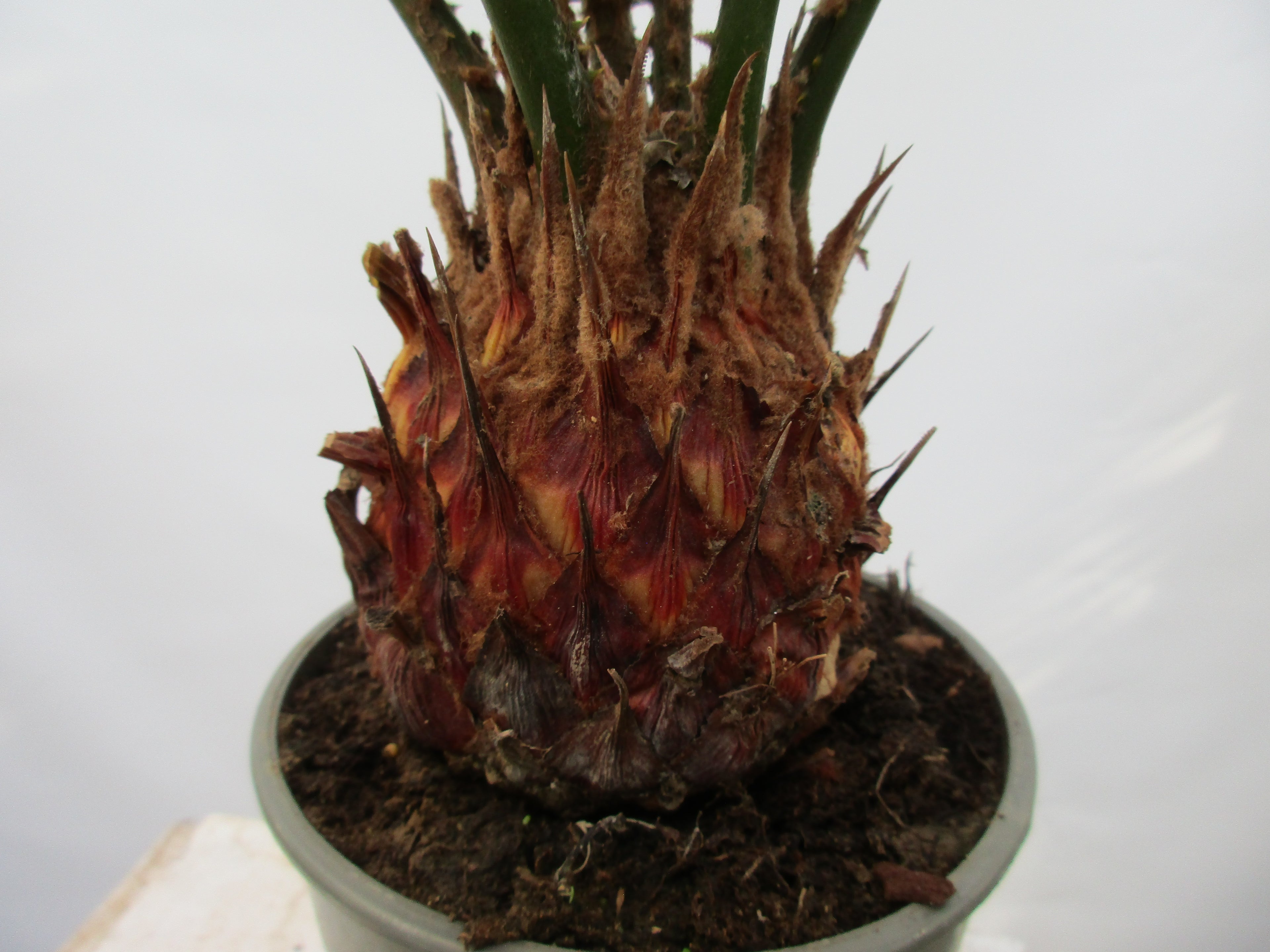 Stamm con Cycas revoluta medium