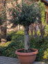 olivenbaum bonsai Style im Toskanagaten