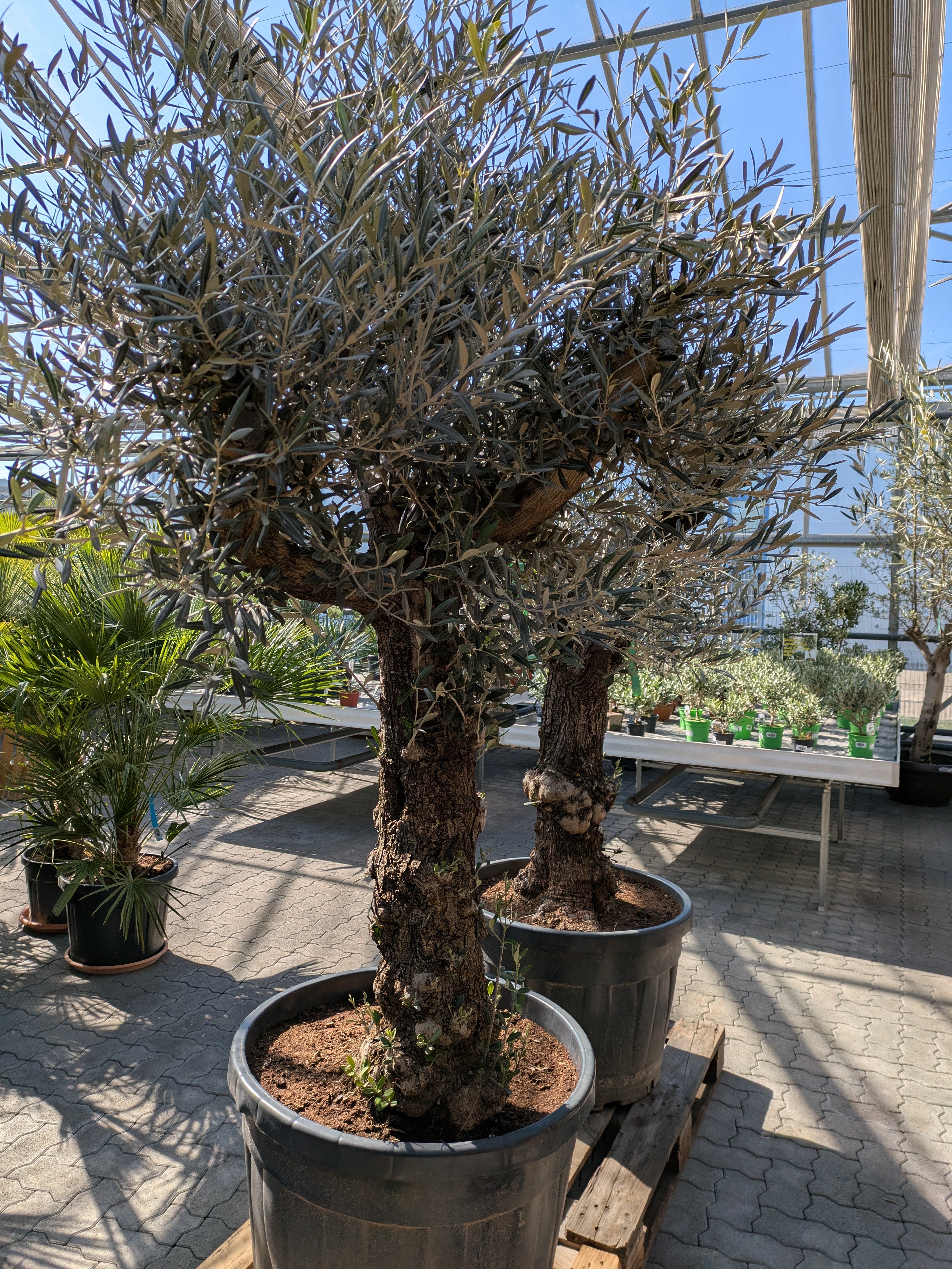 Olivenbaum lechin 120 Jhre alt