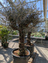 Olivenbaum lechin 120 Jhre alt