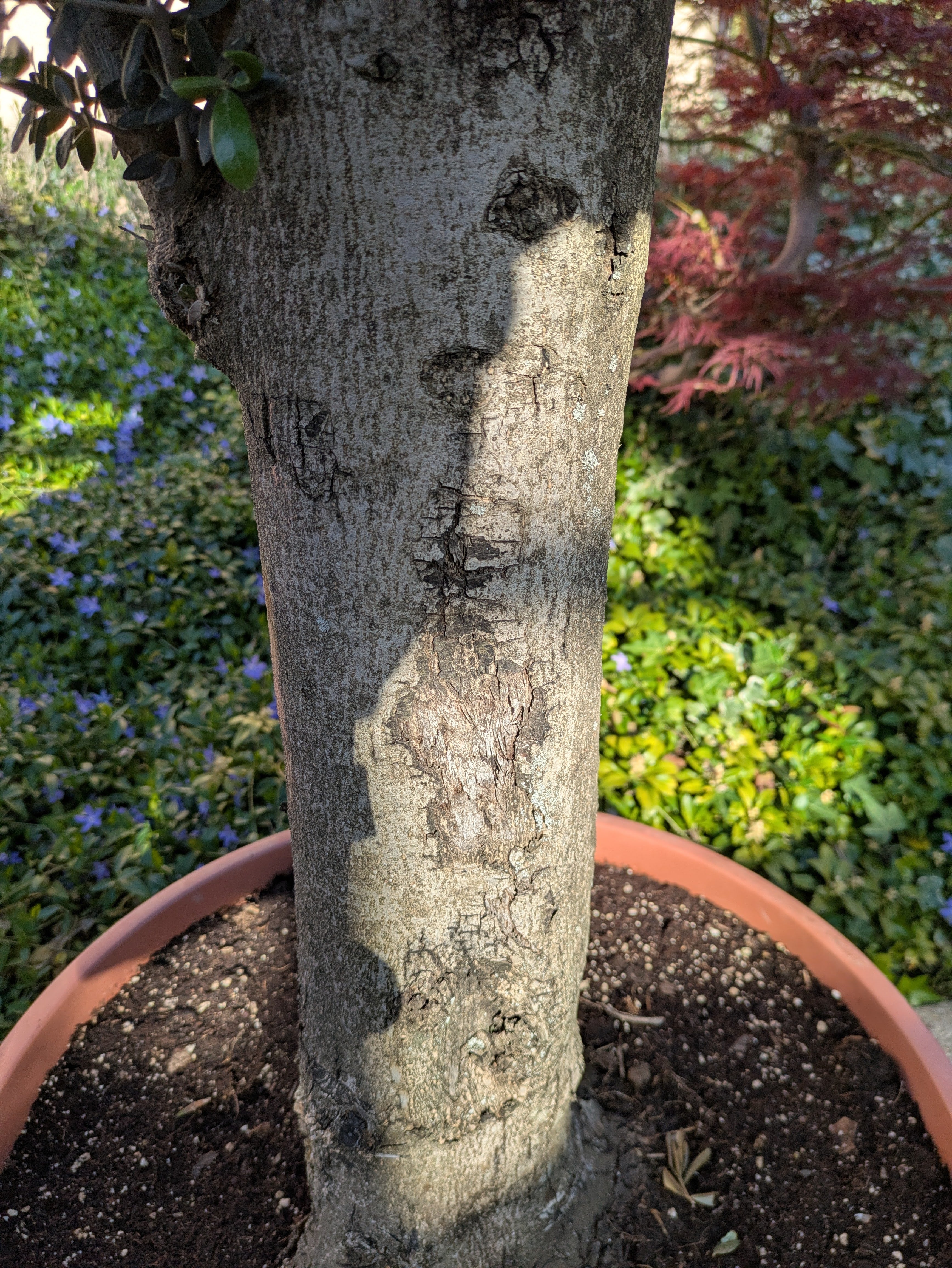 olivenbaum bonsai Style Stamm im Toskanagaten