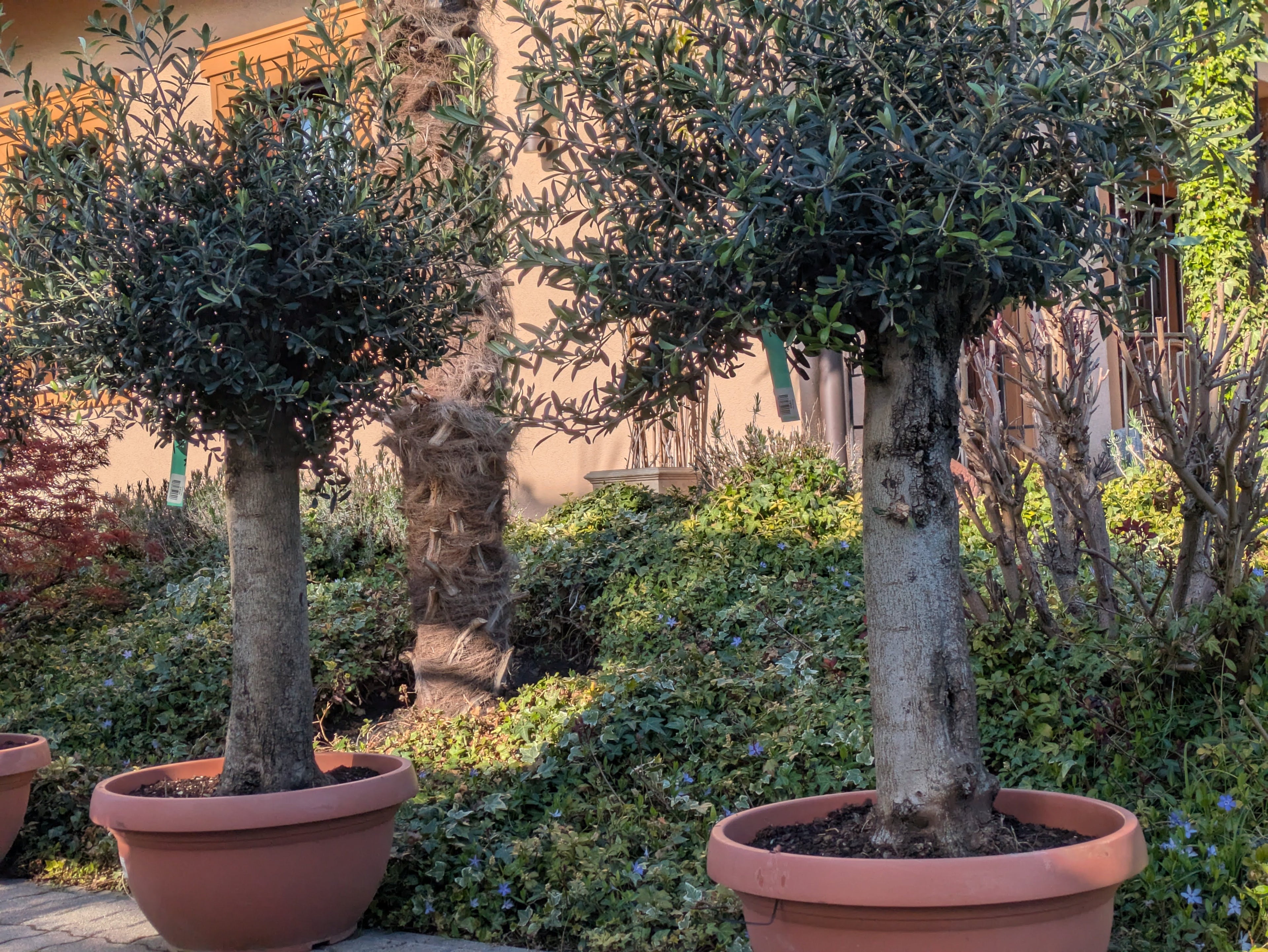Olivenbaum ,60 Jahre, knorriger Gartenbonsai
