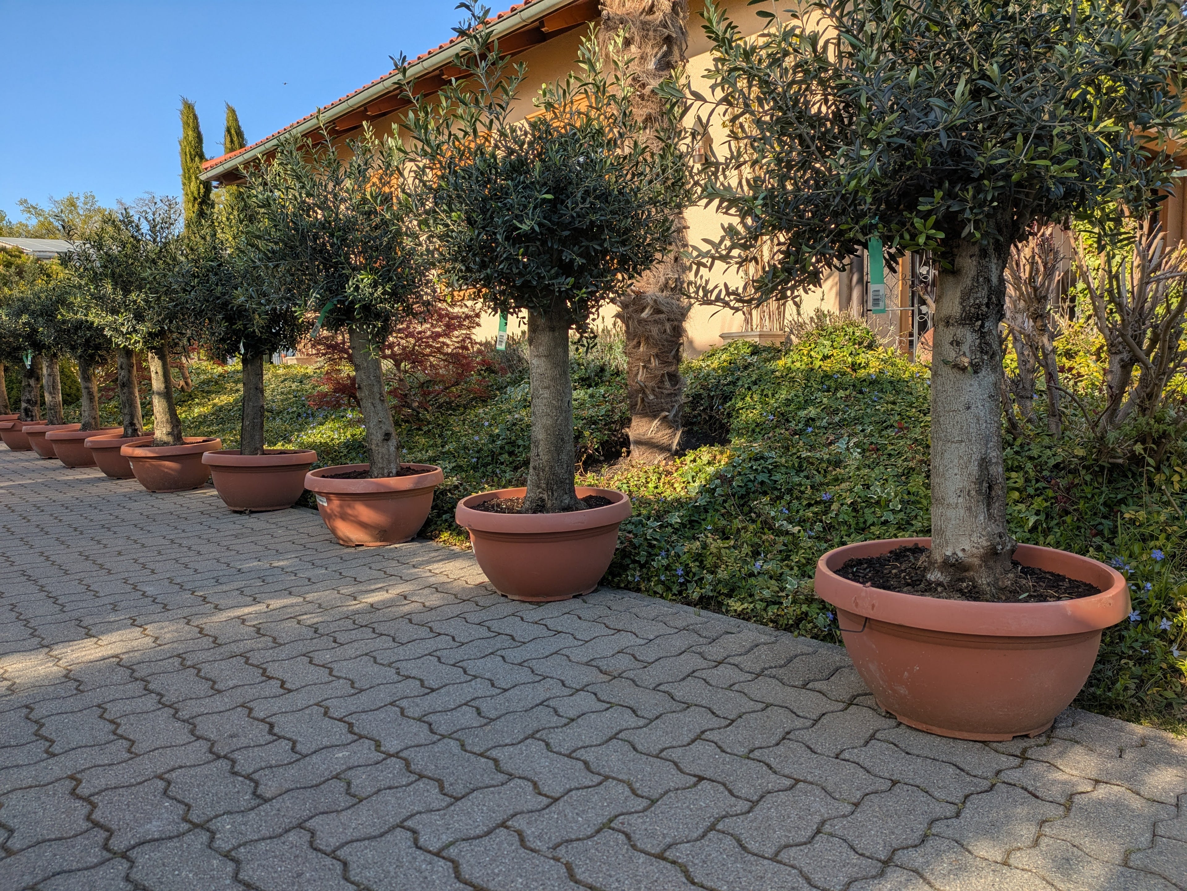 olivenbaum bonsai Style im Toskanagaten Lingenfeld 70 Jahre alt
